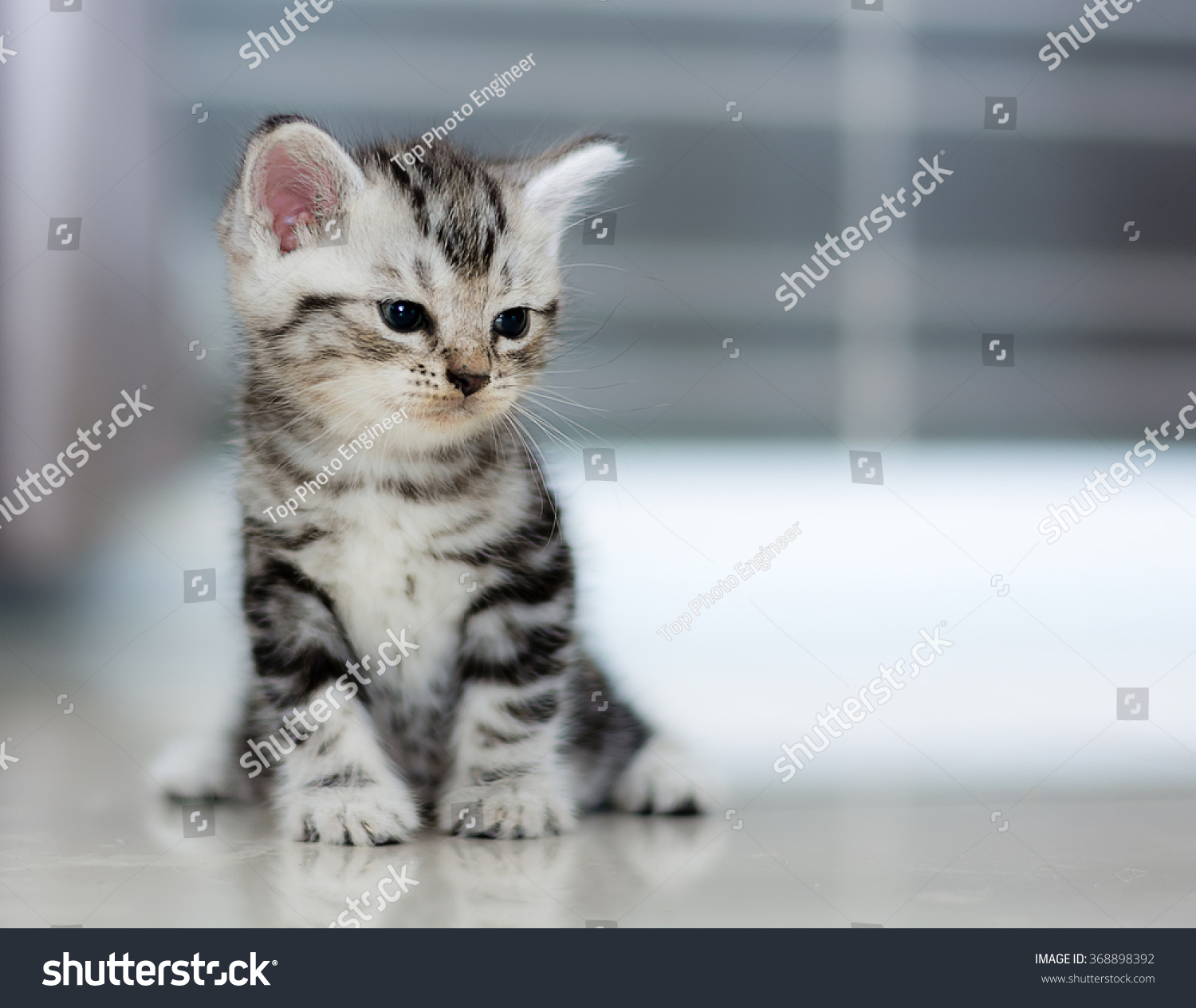 Cute American shorthair cat kitten #368898392