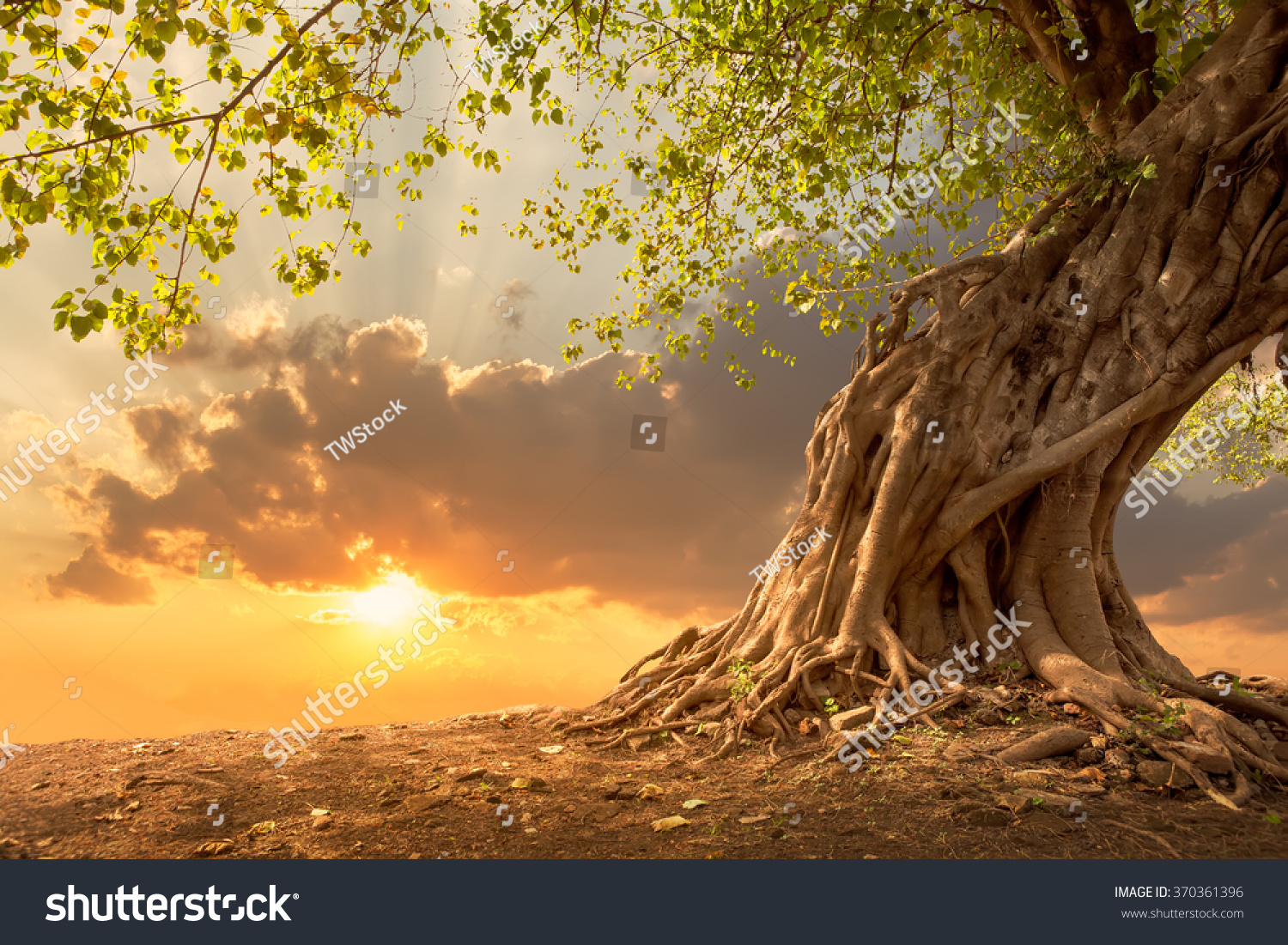 Beautiful scence of big tree with leaves at sunset sky with clouds. Fantasy landscape with free copy space. Using for background of website banner, amazing postcard. Travel concept background. #370361396