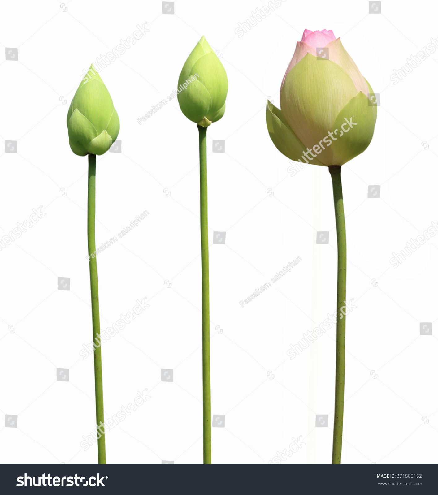 lotus flower buds isolated on white background #371800162