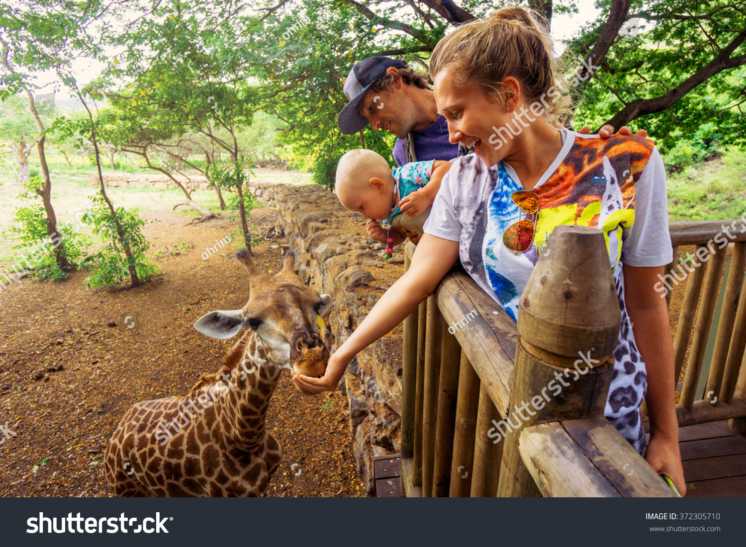 young couple with a baby feeding a giraffe at the zoo on a jungle background. The child laughs. Mauritius Casela Safari Park #372305710