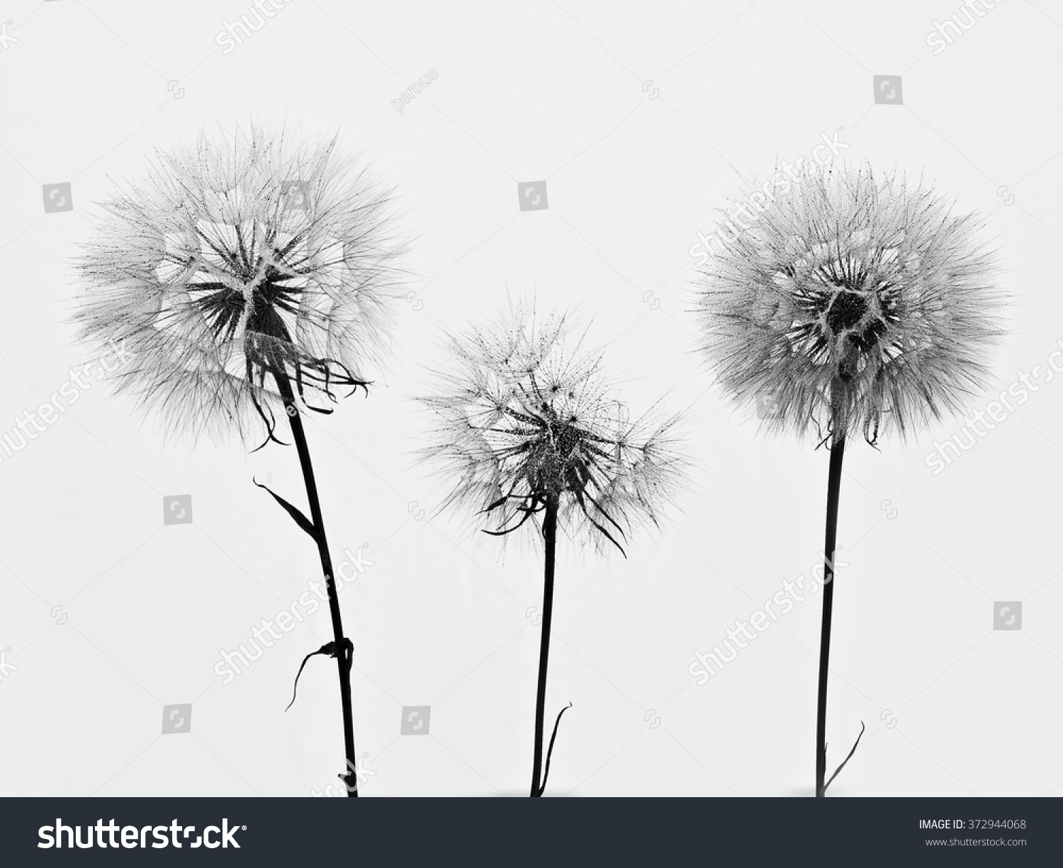 silhouette of three flowers dandelions #372944068