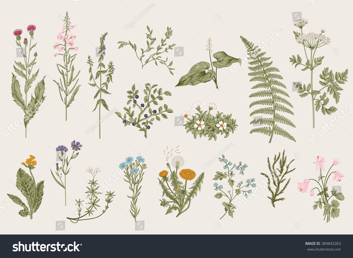 Herbs and Wild Flowers. Botany. Set. Vintage flowers. Colorful illustration in the style of engravings. #384842263