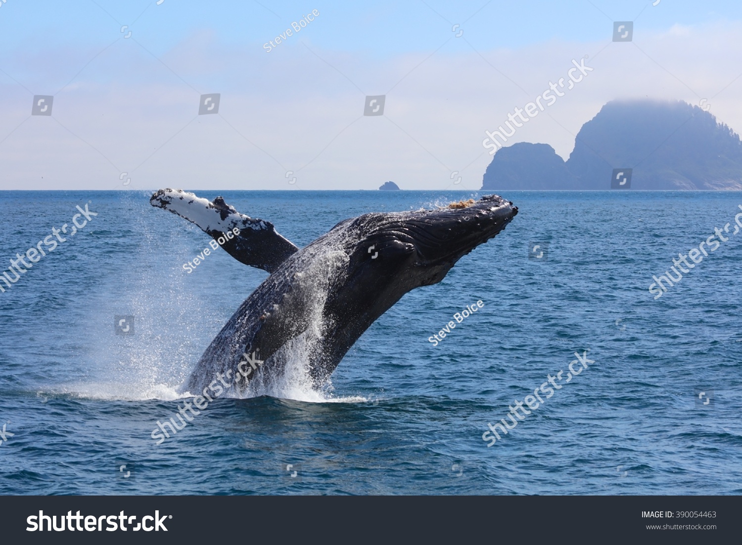 Humpback Whale breaching Kenai Fjords National Park Alaska #390054463