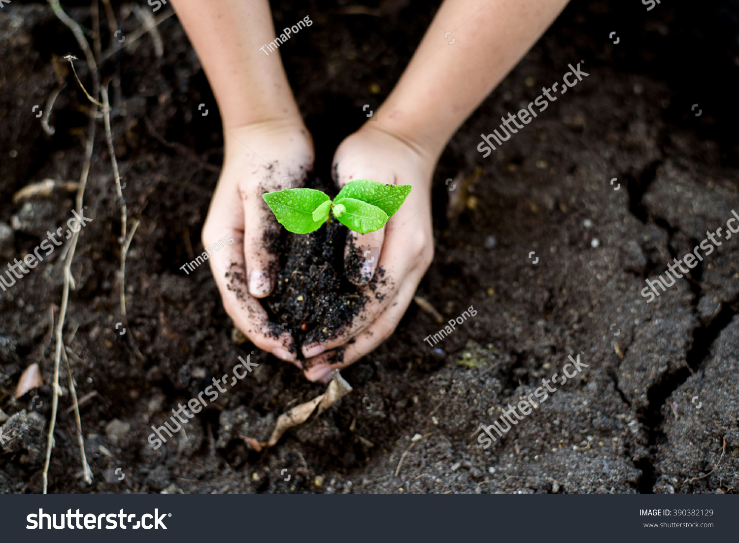 Selective focus on Little seedling in black soil on child hand. Earth day concept. #390382129