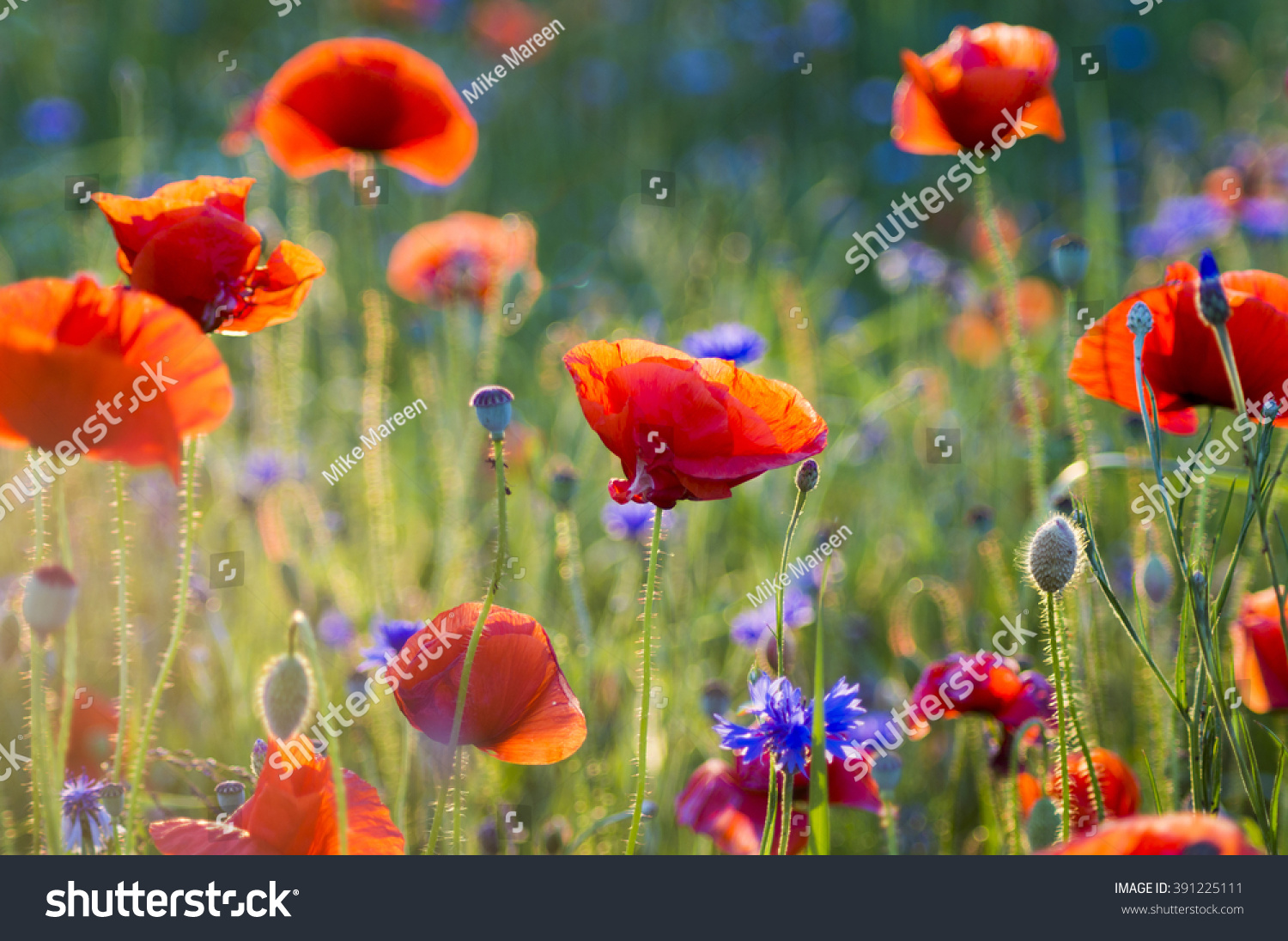 Wildflowers poppies #391225111