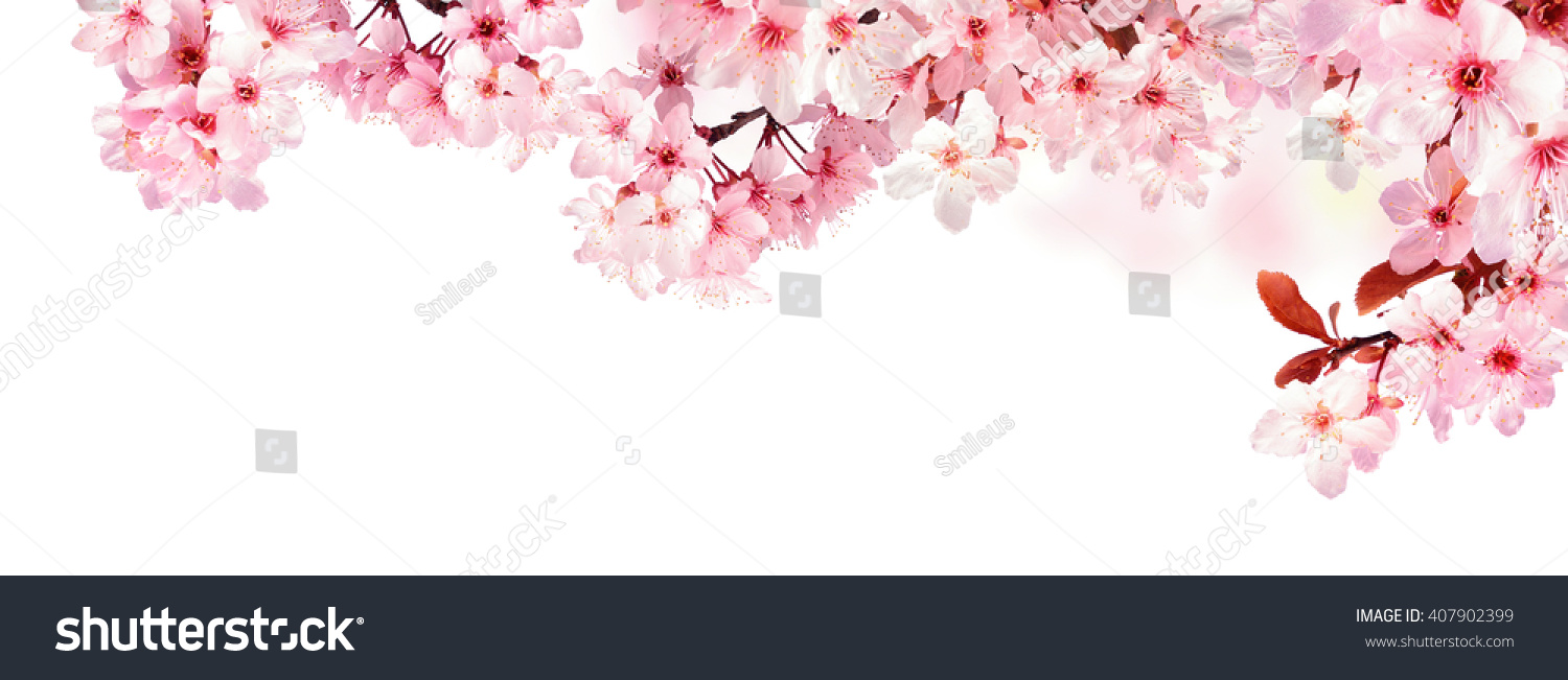 Dreamy cherry blossoms as a natural border, studio isolated on pure white background, panorama format #407902399