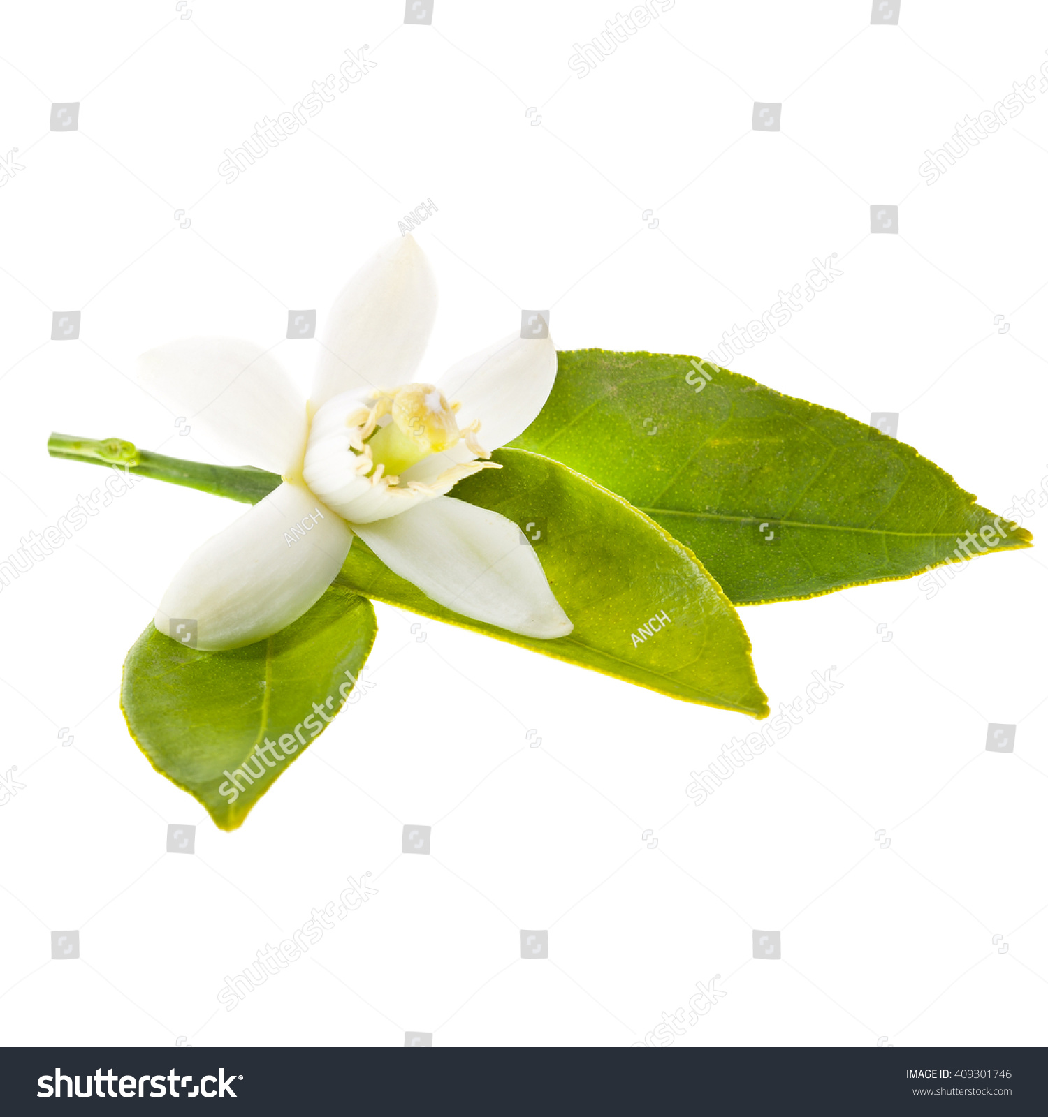 Orange tree flowers on a branch close-up
 isolated on white background #409301746