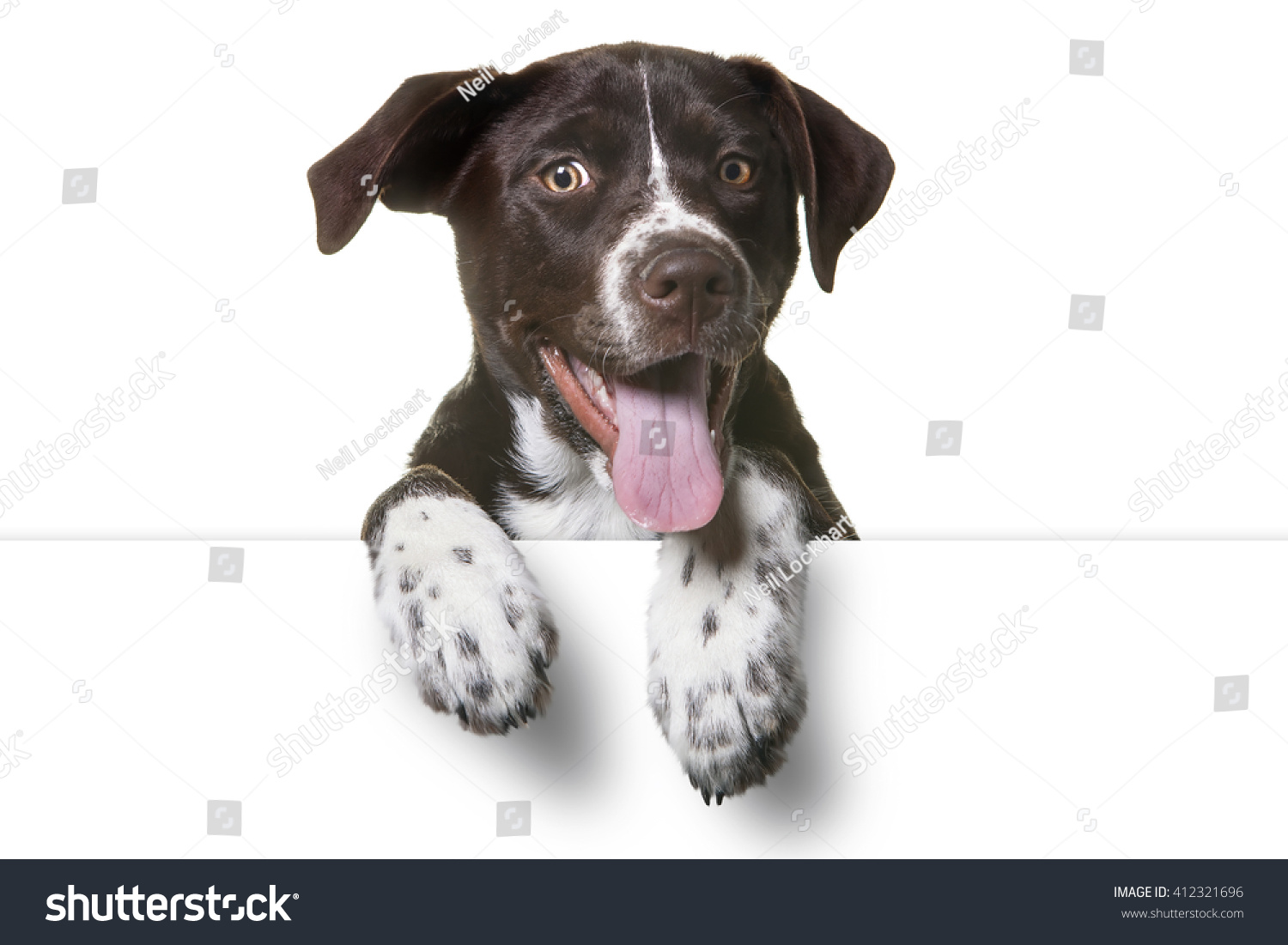 Cute Puppy with paws over white sign.  Catahoula Lab Mix Dog #412321696