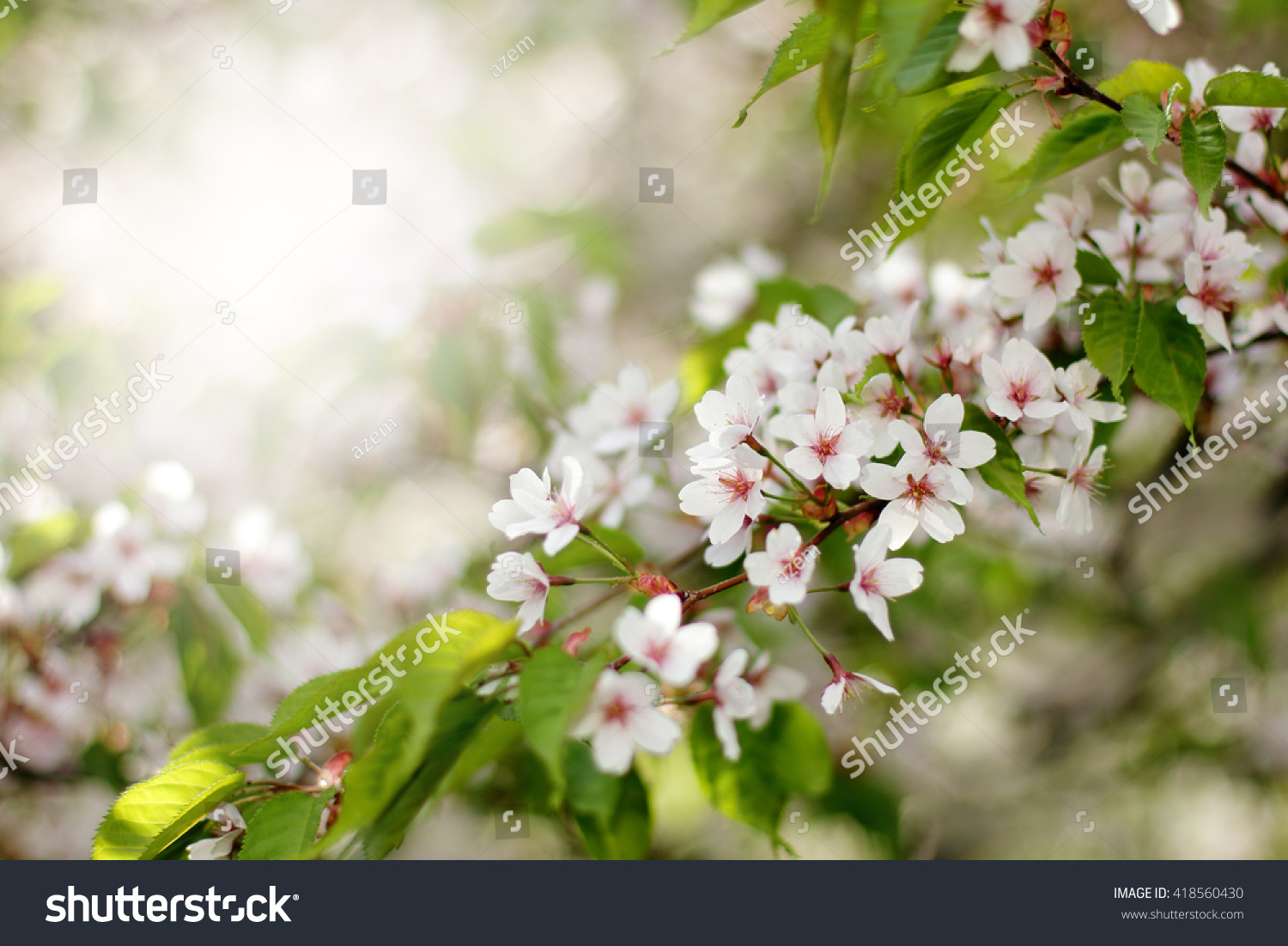 delicate flowers in the spring cherry blossom in the park/Japanese cherry Sakura #418560430
