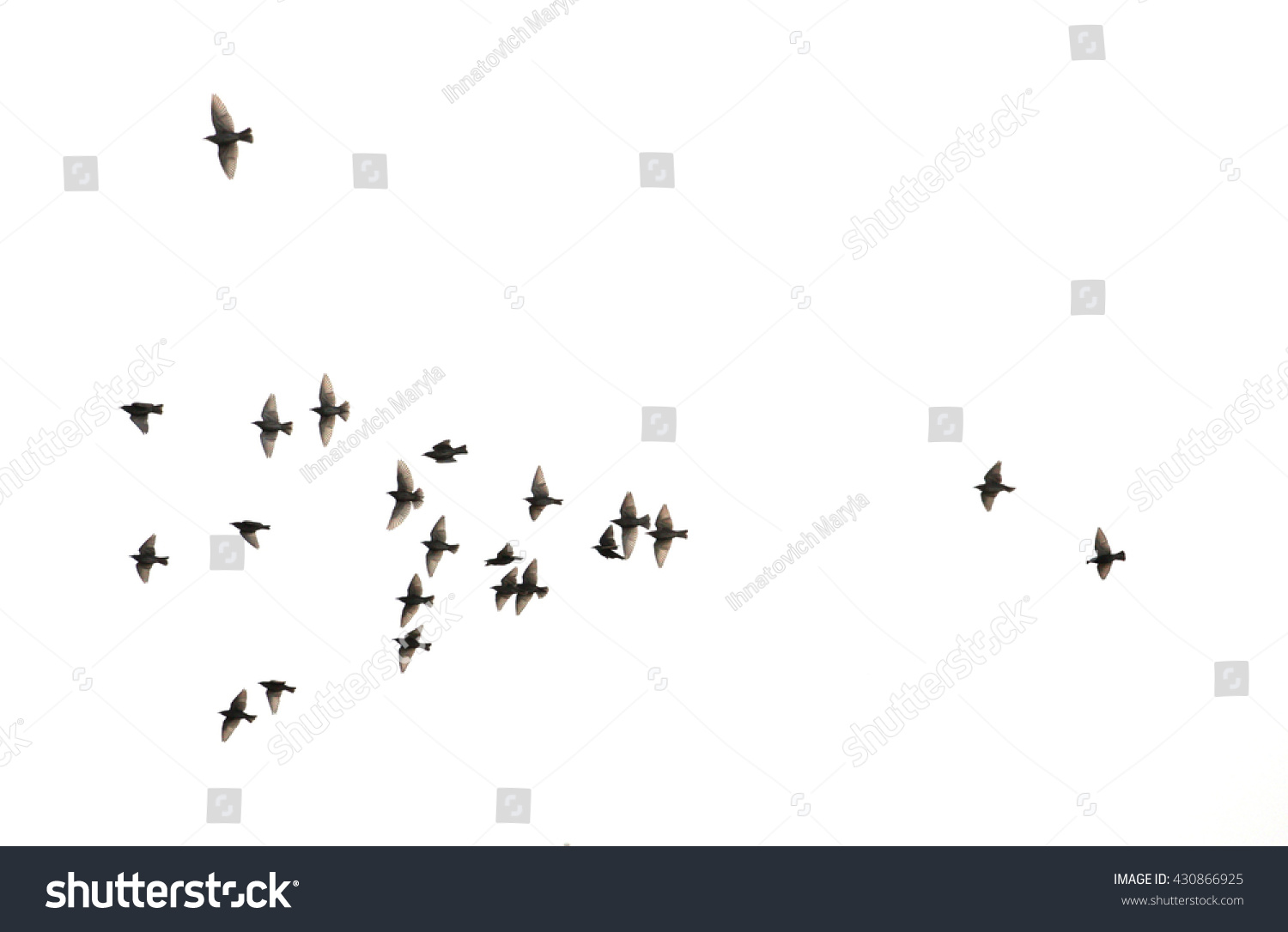 a flock of flying birds.  #430866925