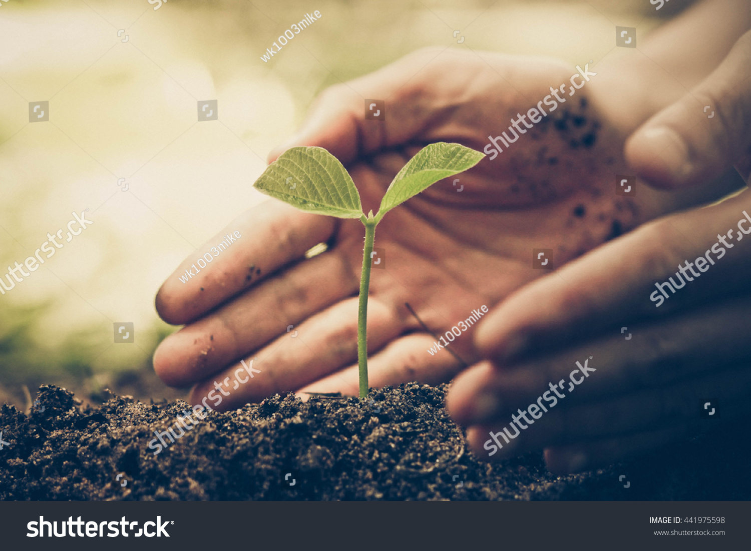 Hands of farmer growing and nurturing tree growing on fertile soil with green and yellow bokeh background /nurturing baby plant / protect nature / Earth day concept #441975598