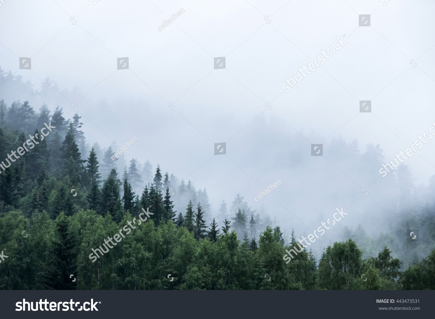 pine tree forest on mountain with mist #443473531