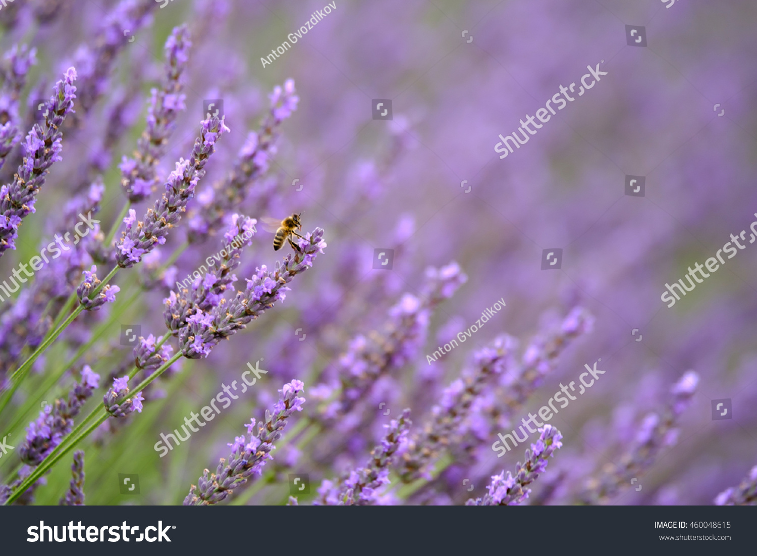 Bee on blooming lavender in a field at Provence #460048615
