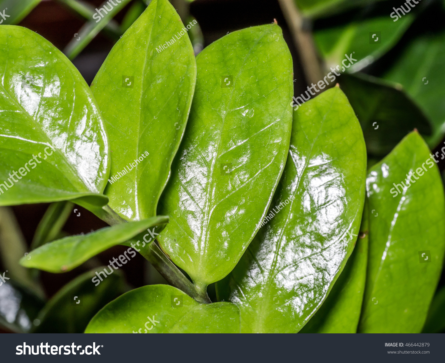 waxy leaves of Zamioculcas plant #466442879