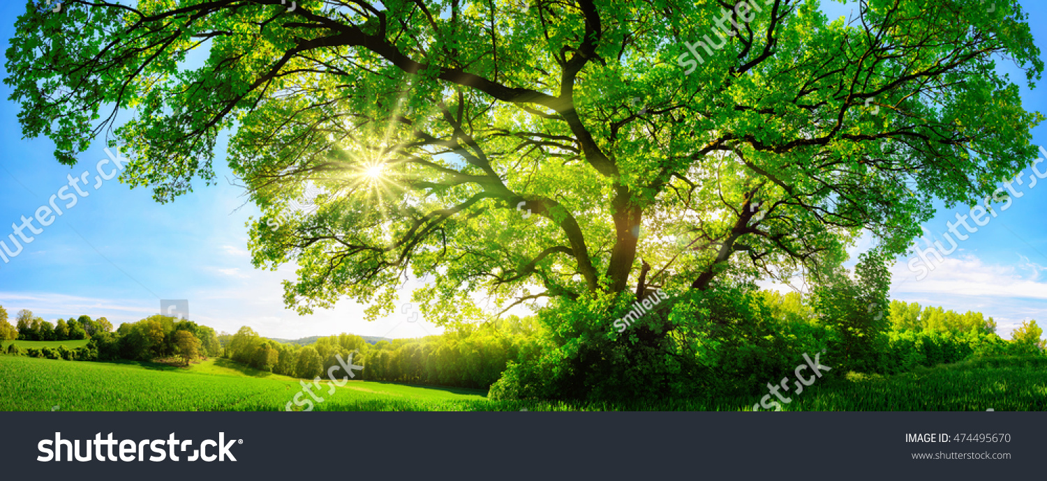 The sun shining through a majestic green oak tree on a meadow, with clear blue sky in the background, panorama format #474495670