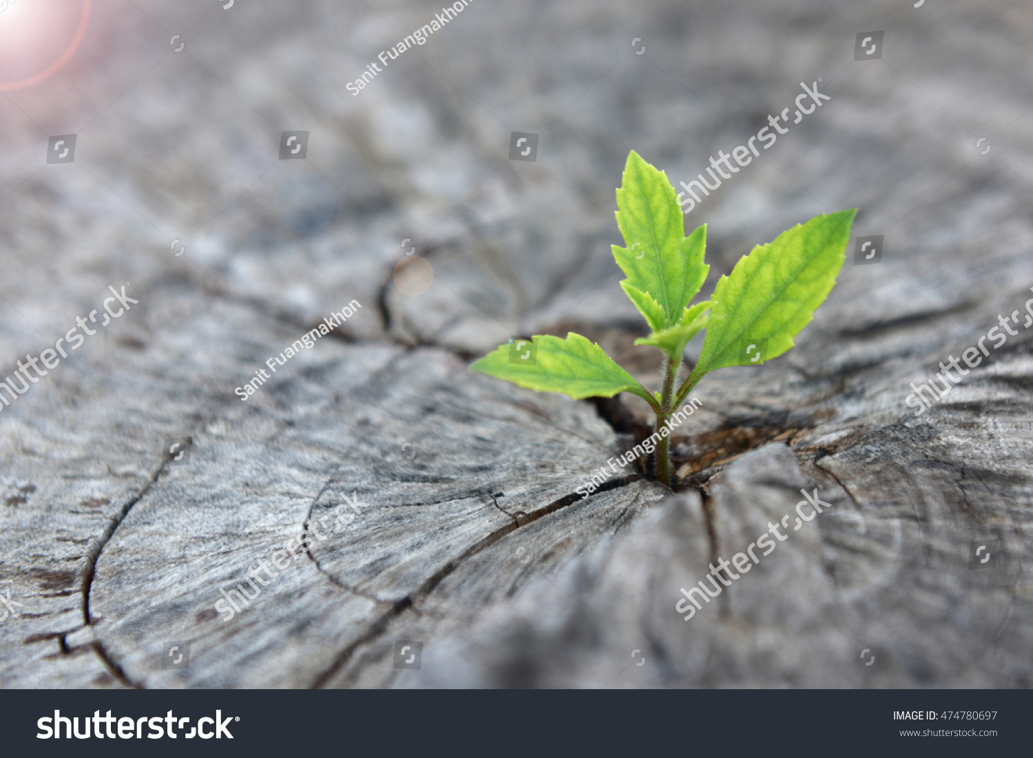 New development and renewal as a business concept of emerging leadership success as an old cut down tree and a strong seedling growing in the center trunk as a concept of support building a future. #474780697