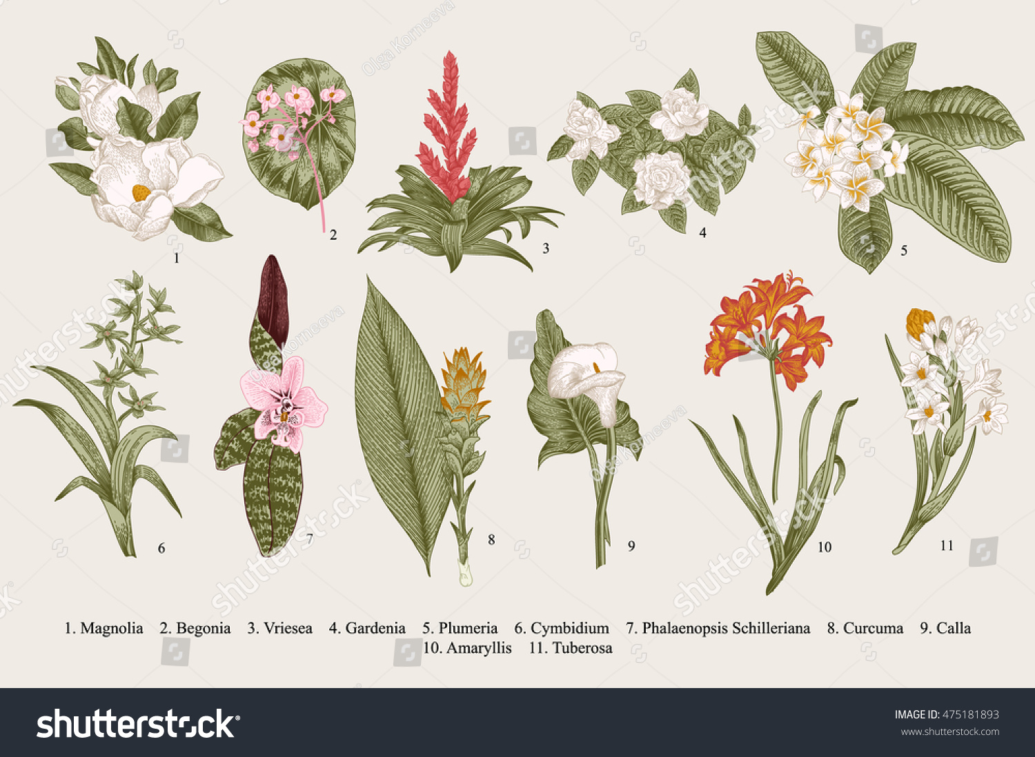 Exotic flowers set. Botanical vector vintage illustration. Design elements. Colorful. #475181893