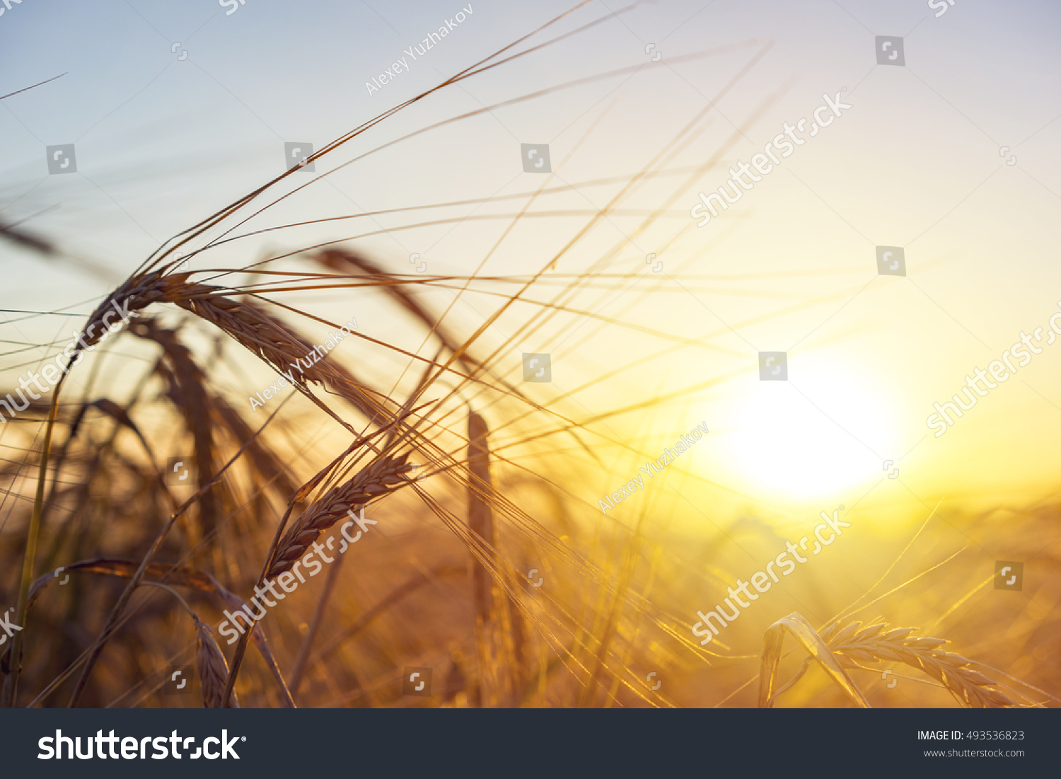Beautiful nature sunset landscape. Ears of golden wheat close up. Rural scene under sunlight. Summer background of ripening ears of agriculture landscape. Natur harvest. Wheat field natural product.  #493536823