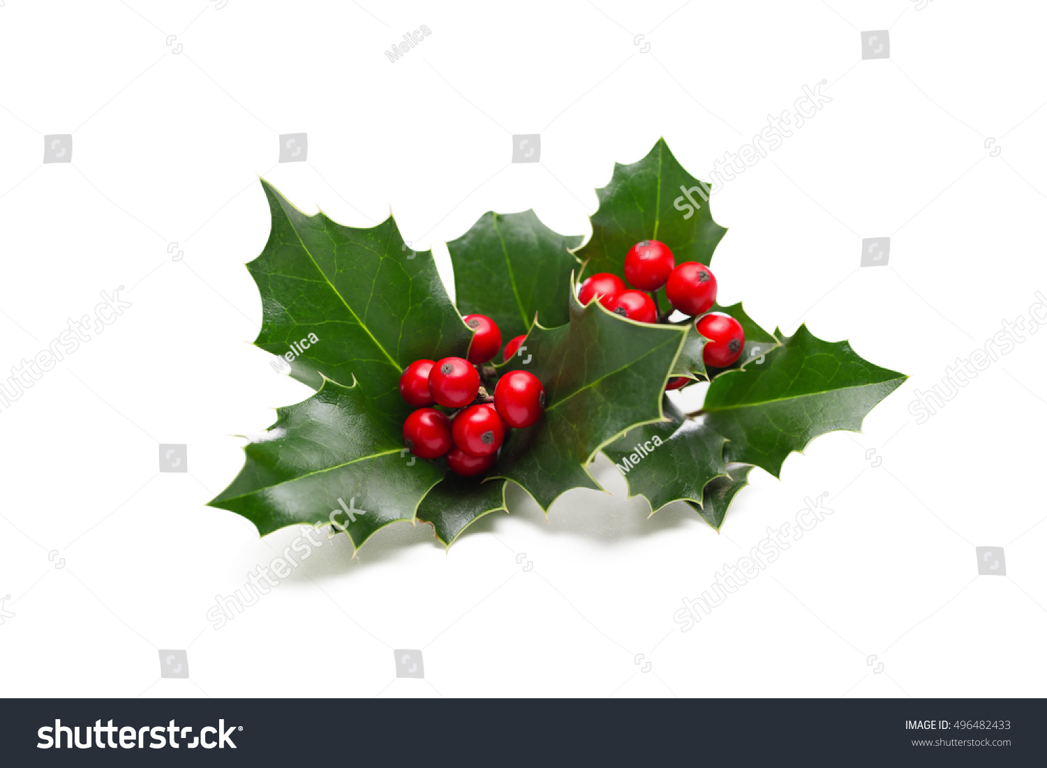 European Holly (Ilex aquifolium) leaves and fruit #496482433