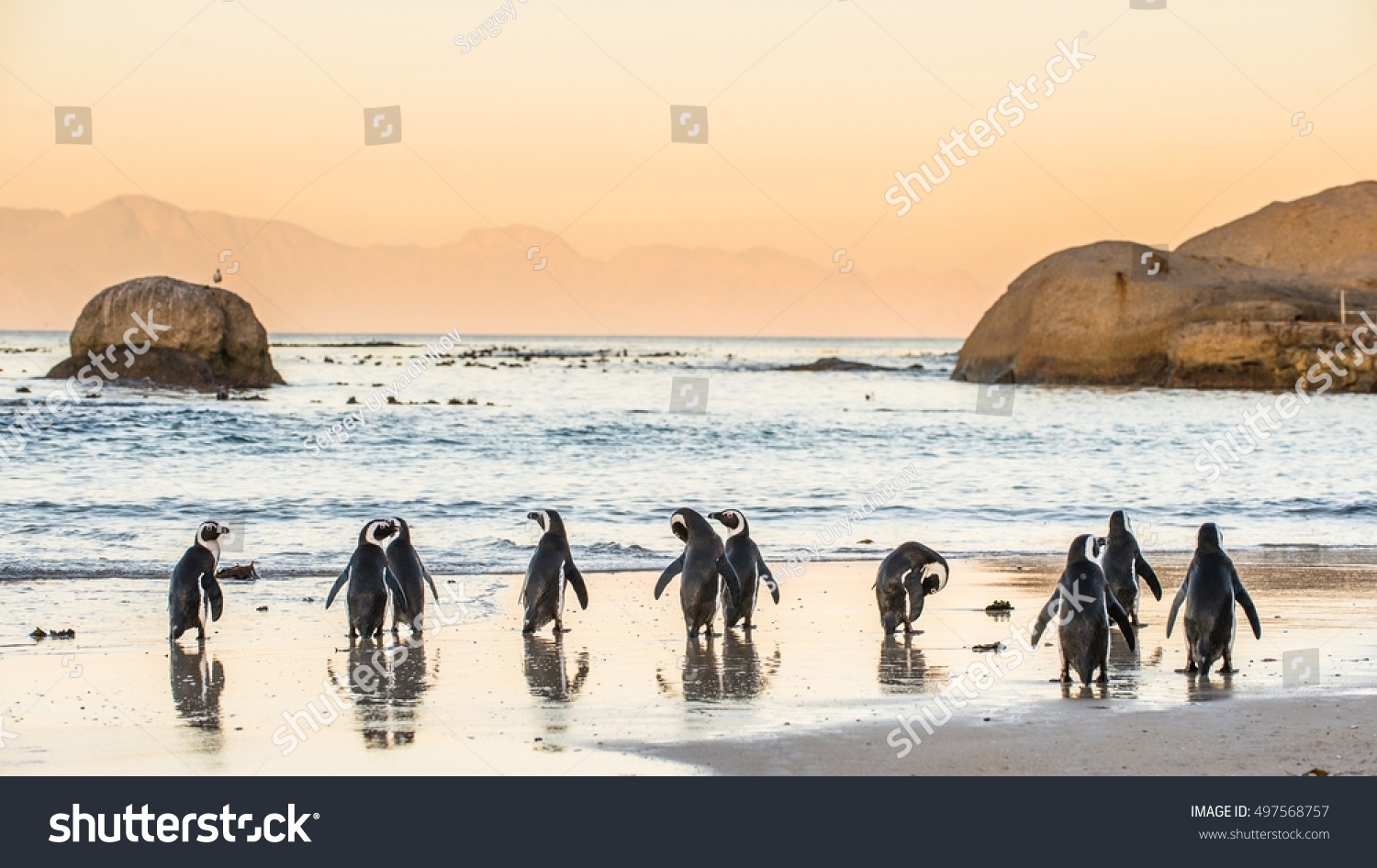 African penguins on the sandy coast in sunset. Red sky. African penguin ( Spheniscus demersus) also known as the jackass penguin and black-footed penguin. Boulders colony. Cape Town. South Africa #497568757