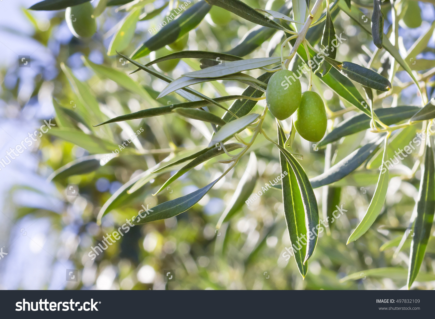 A couple of green olives (Olea europaea) #497832109
