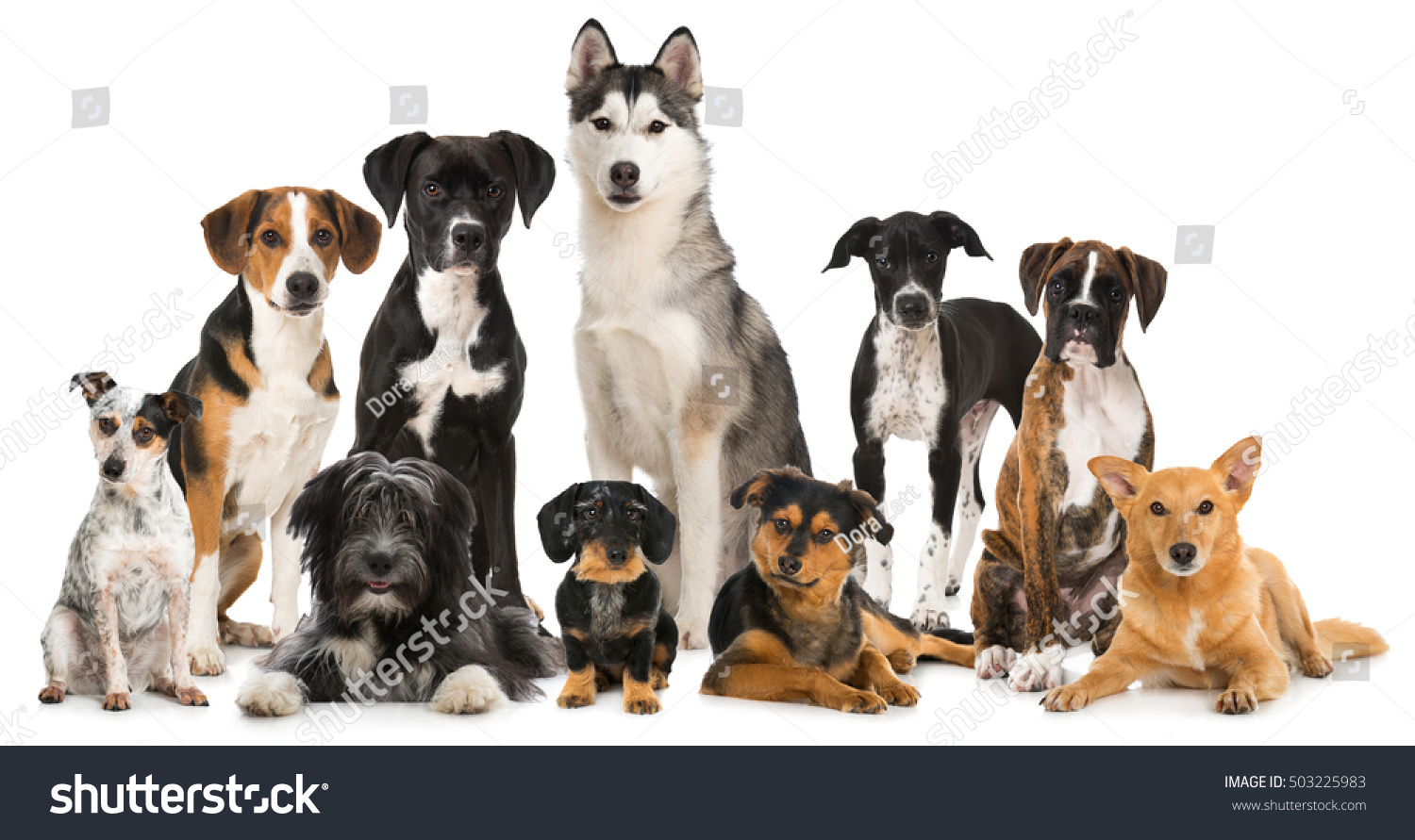 Group of different dogs #503225983
