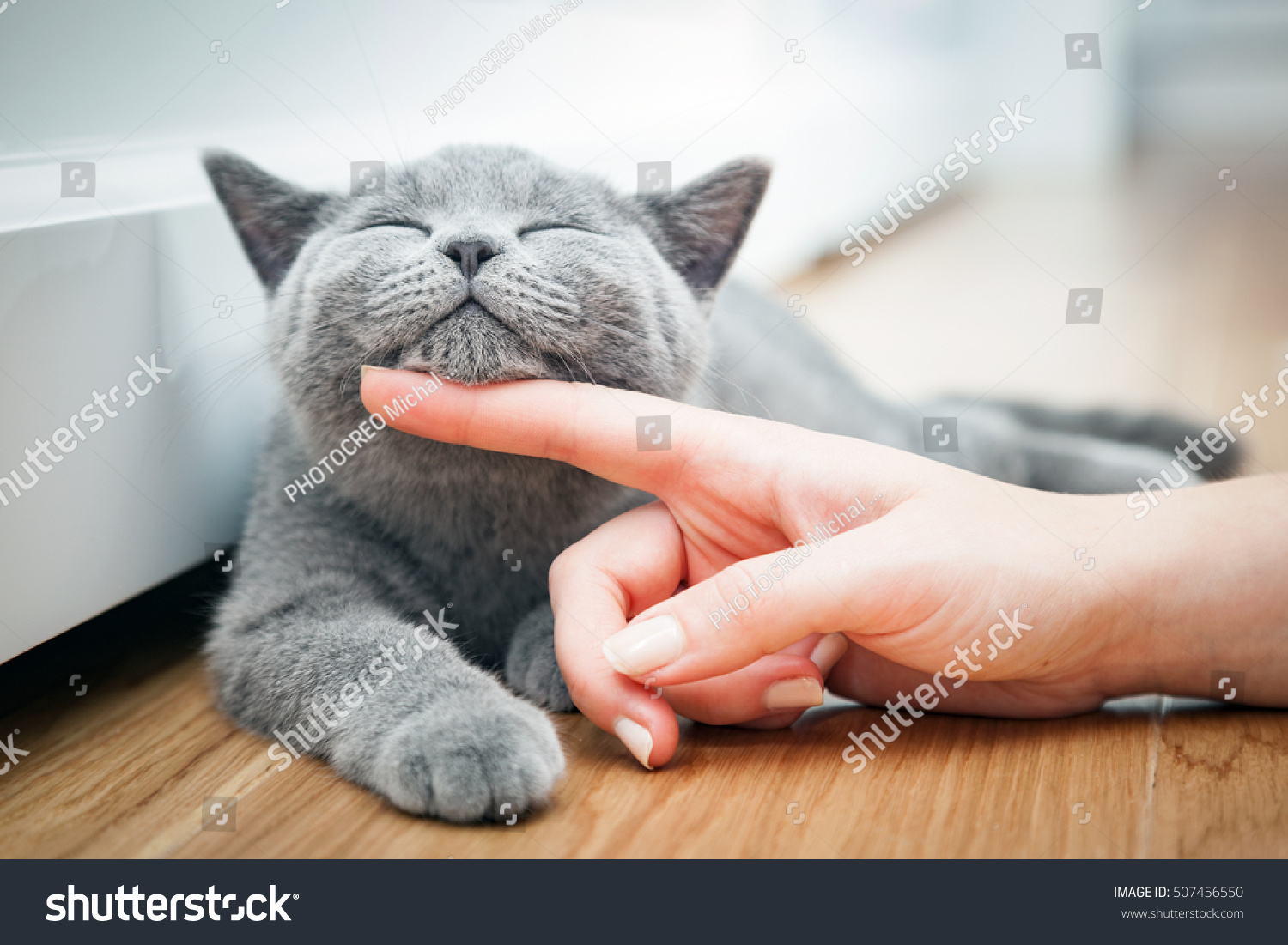 Happy kitten likes being stroked by woman's hand. The British Shorthair #507456550