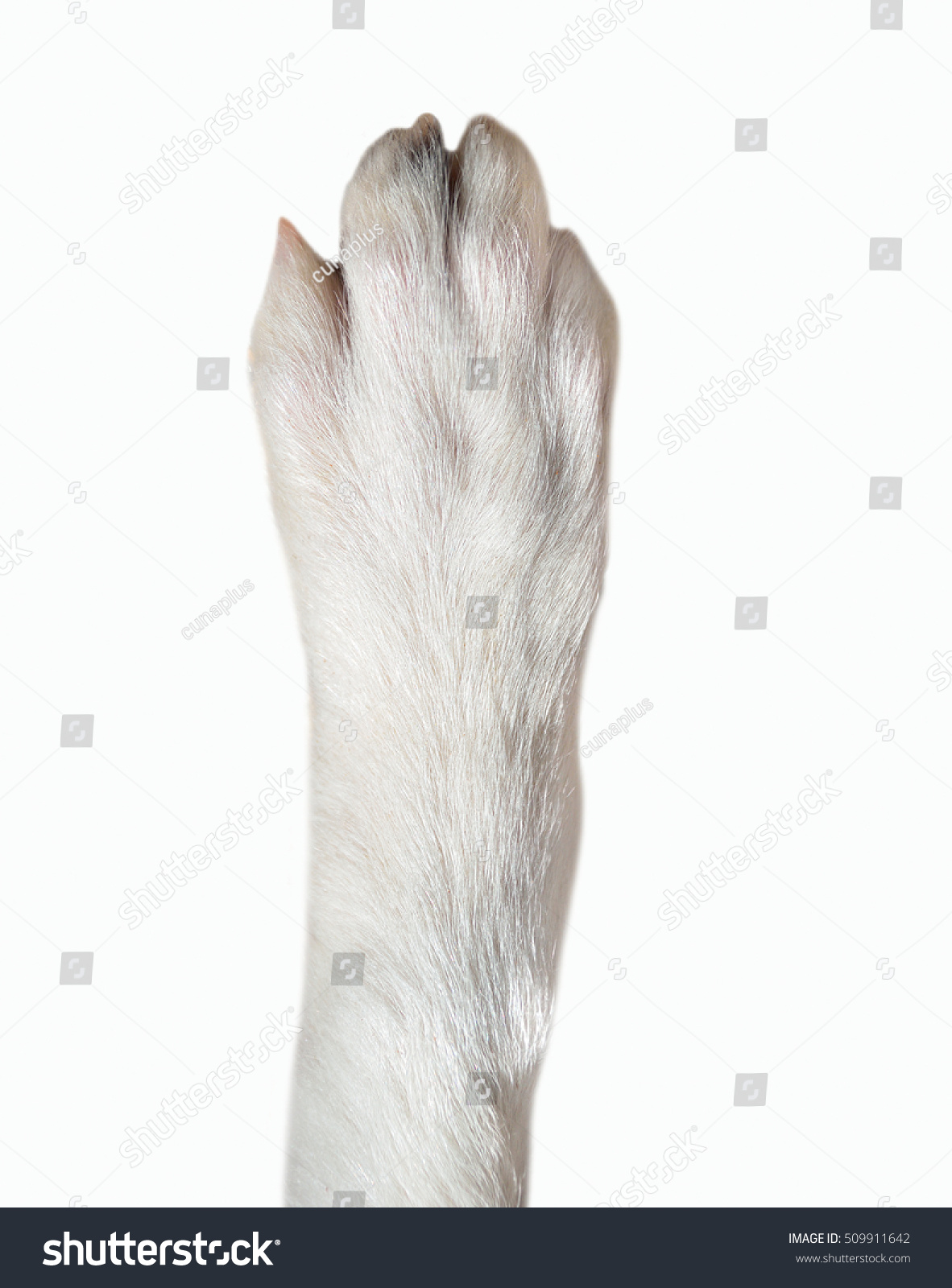 Close-up of dog paw isolated on white background. Dog breed is Border Collie #509911642
