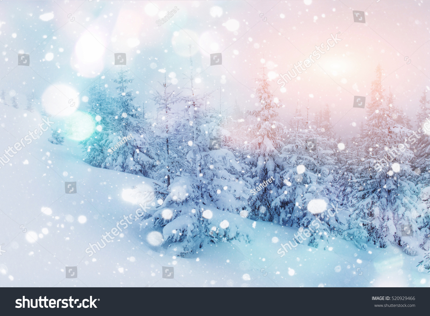 Mysterious winter landscape majestic mountains with snow covered tree. Photo greeting card. Bokeh light effect, soft filter. Carpathian. Ukraine. Europe #520929466
