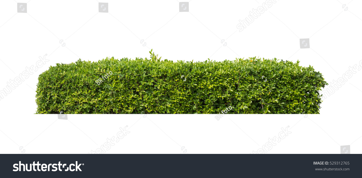 green bush isolated on white background #529312765