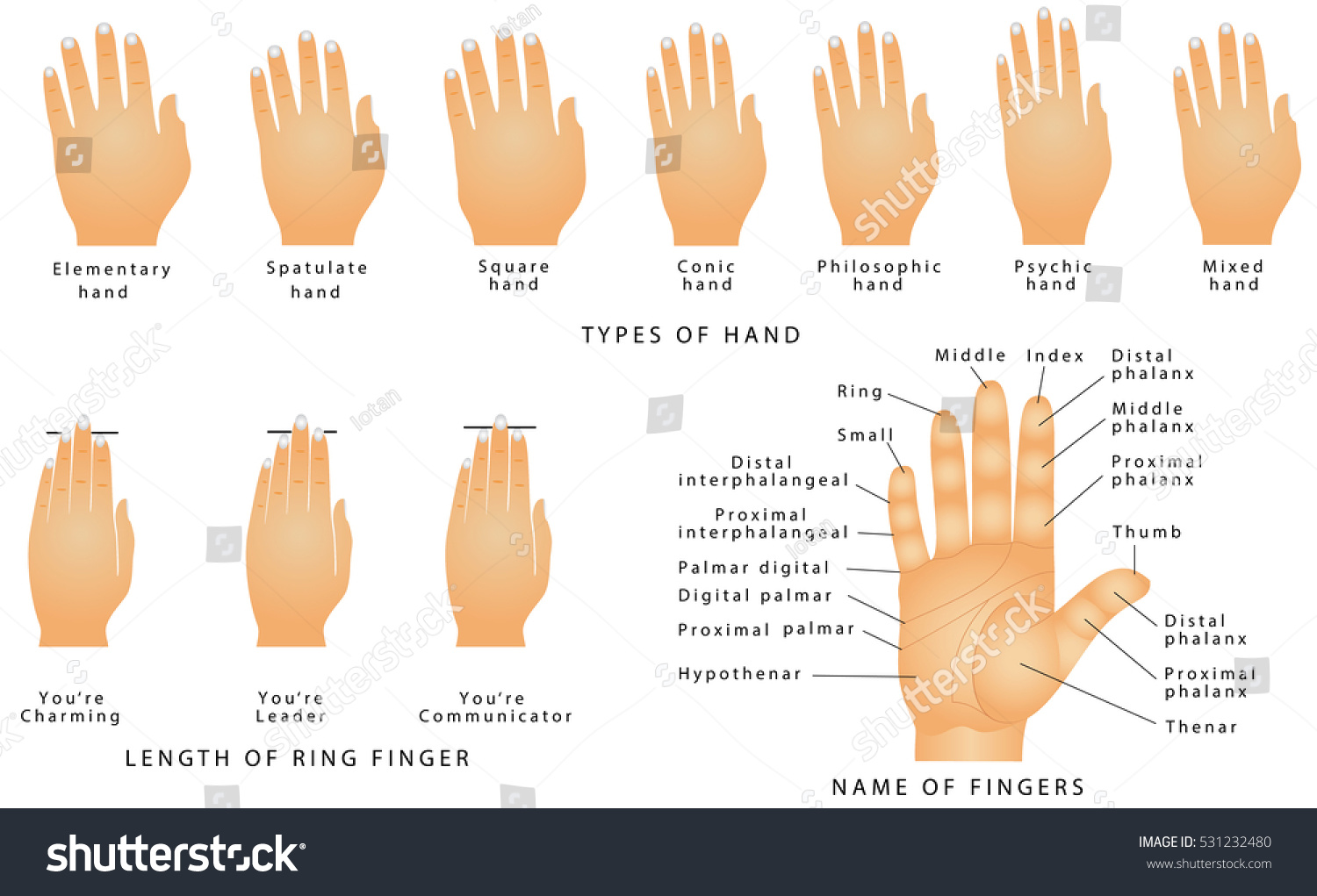 Royalty-free Names of the Fingers. Types of hands. Types of… #531232480 ...