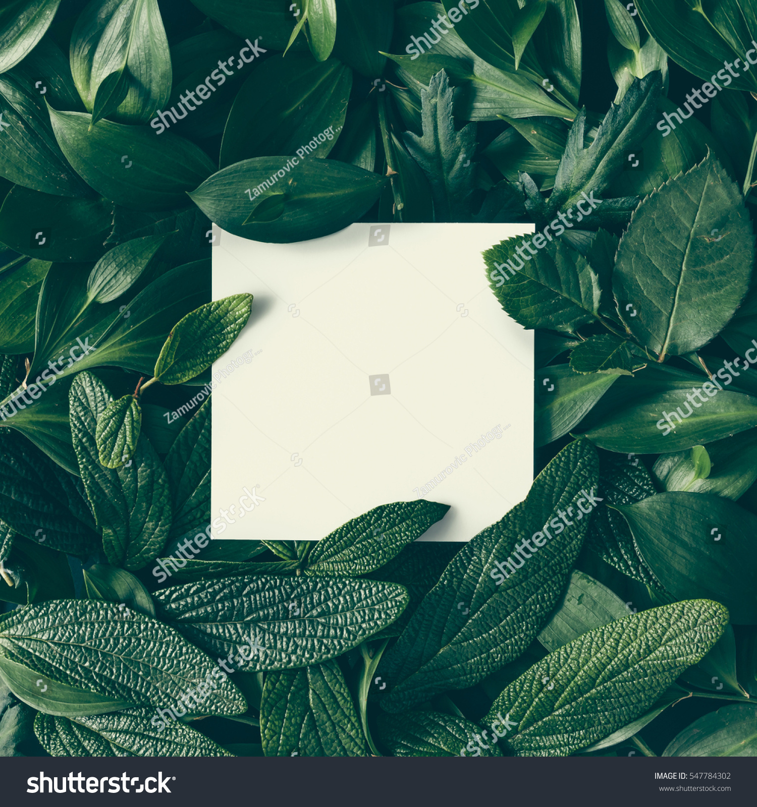 Creative layout made of flowers and leaves with paper card note. Flat lay. Nature concept #547784302