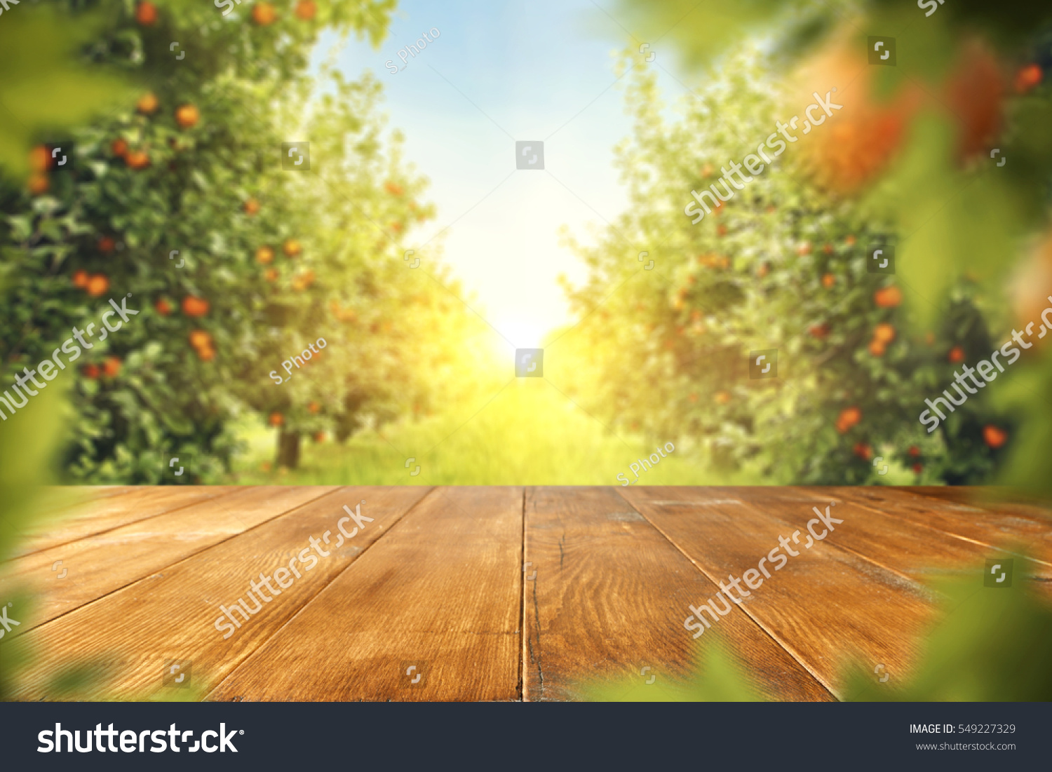 wooden table place of free space for your decoration and orange trees with fruits in sun light  #549227329