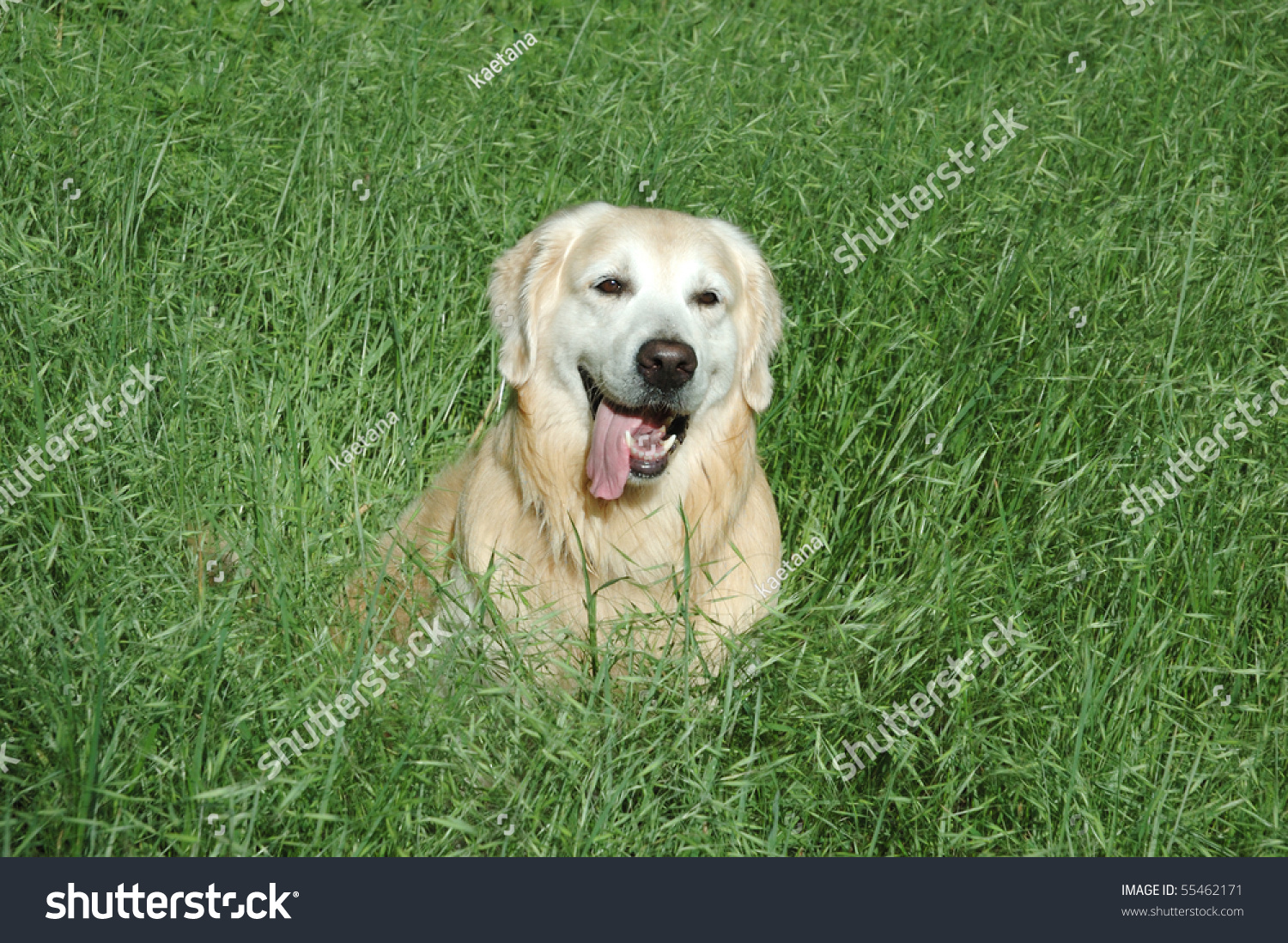 Happy golden retriever dog sitting in the thick green grass #55462171