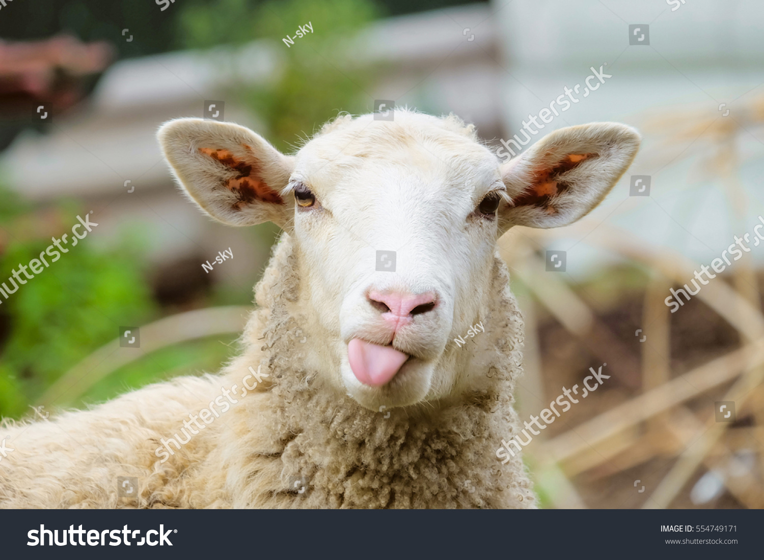 Funny sheep. Portrait of sheep showing tongue. #554749171