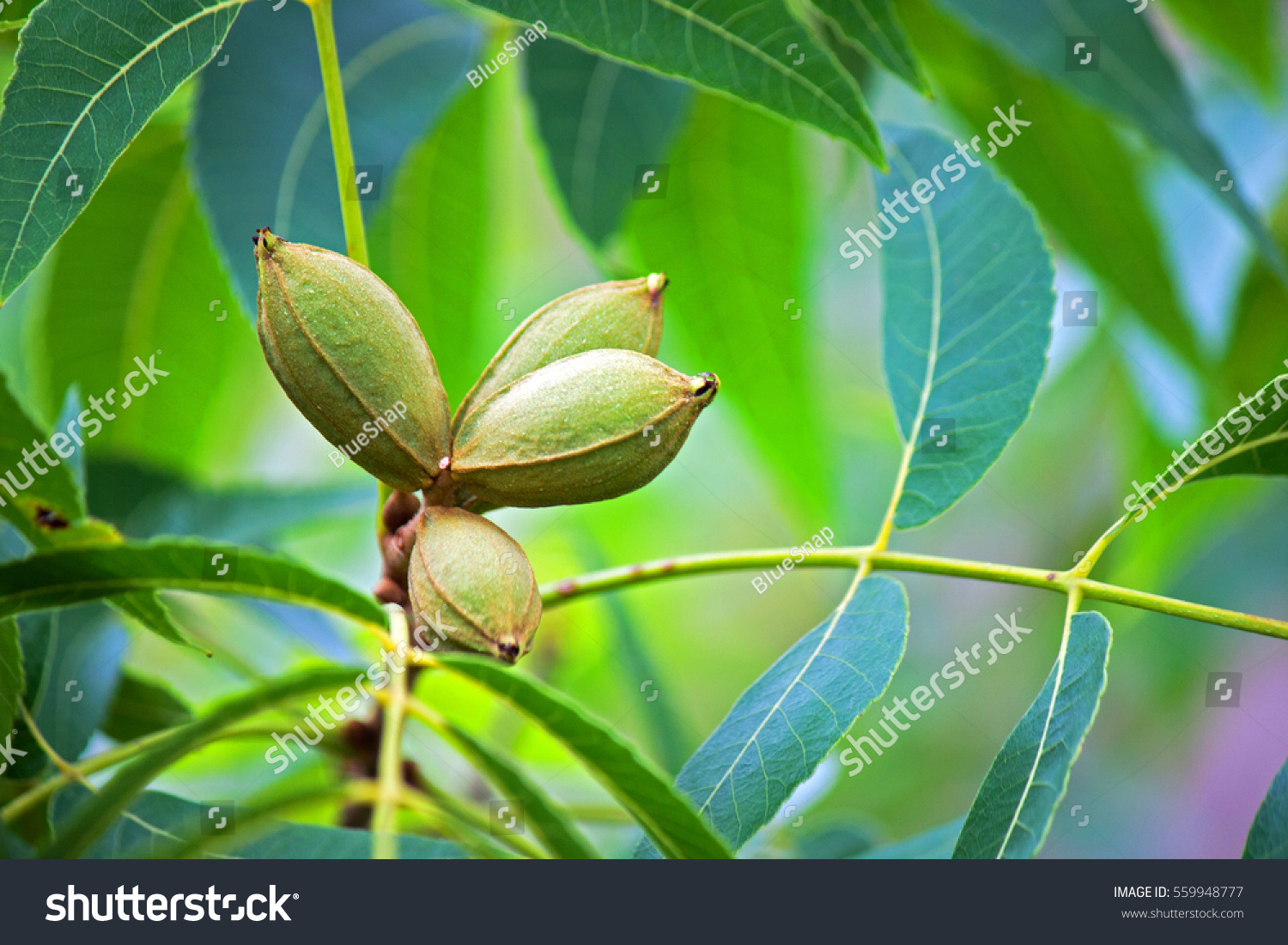 GREEN PECAN NUTS ON TREE WITH FOLIAGE #559948777