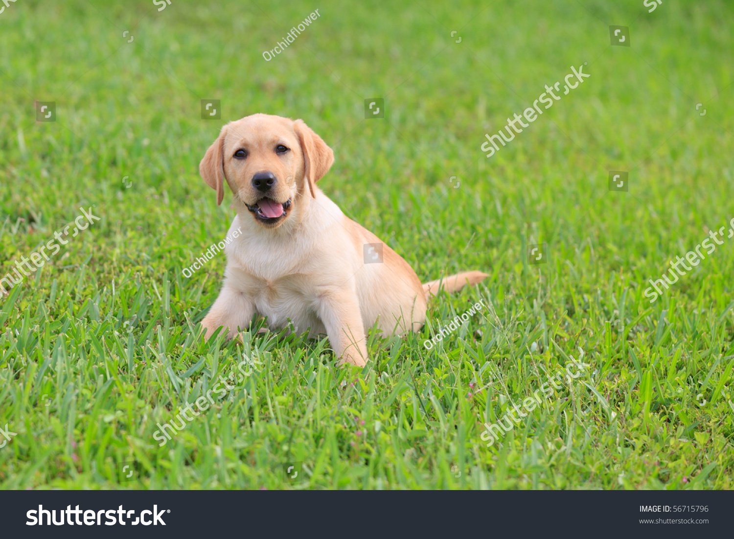 Yellow Labrador Puppy on green grass lawn #56715796