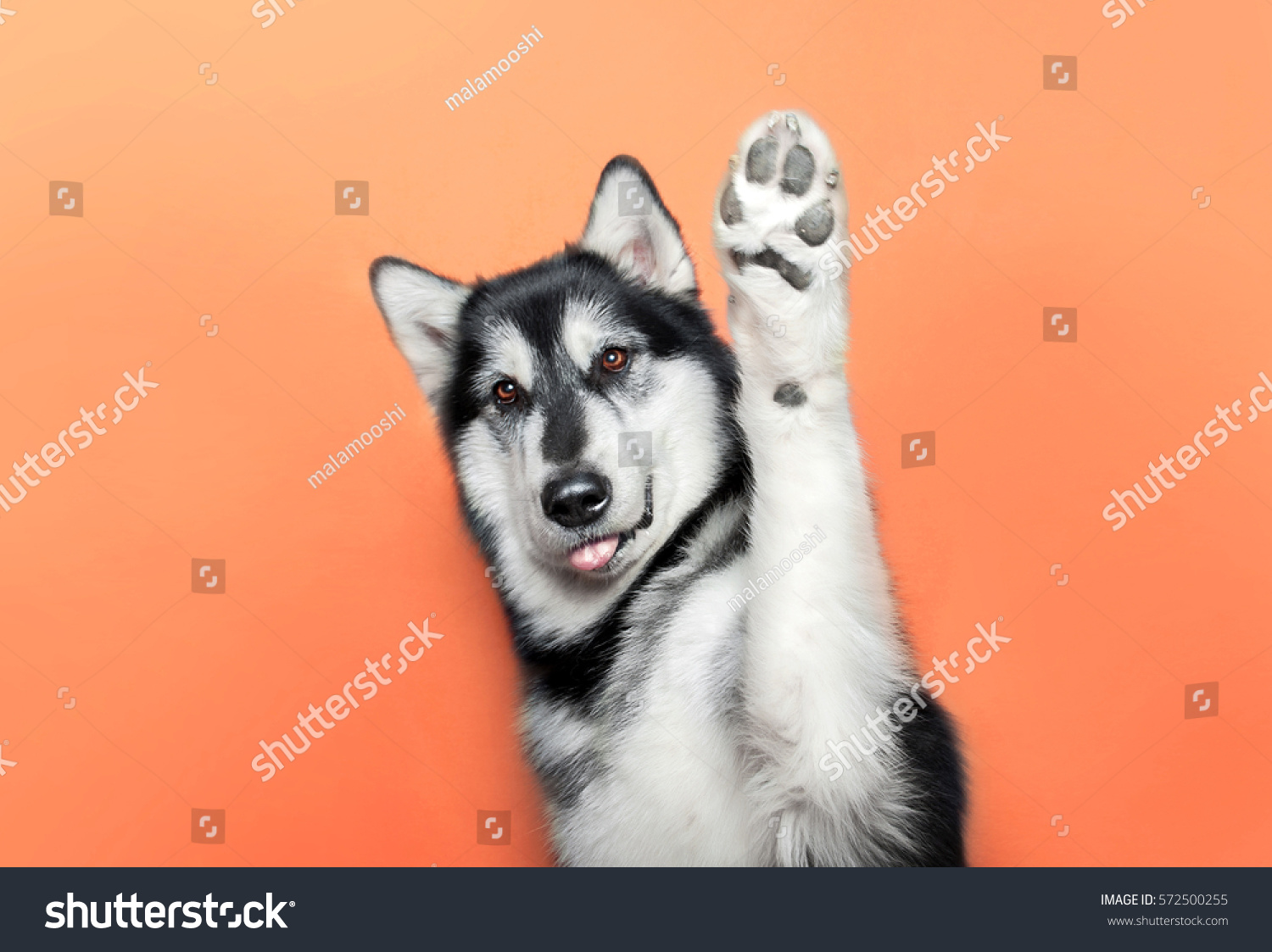 dog raise a paw up #572500255