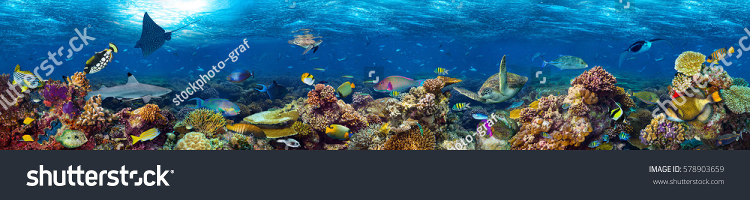 underwater coral reef landscape super wide banner background  in the deep blue ocean with colorful fish and marine life #578903659