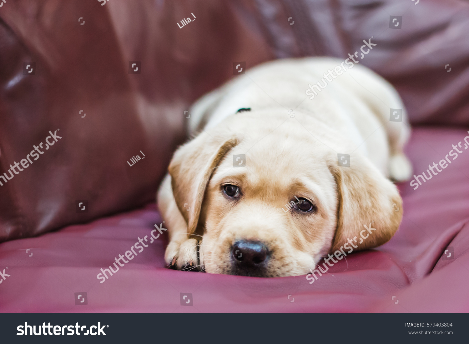 Labrador puppy with sad eyes lays on the couch. #579403804