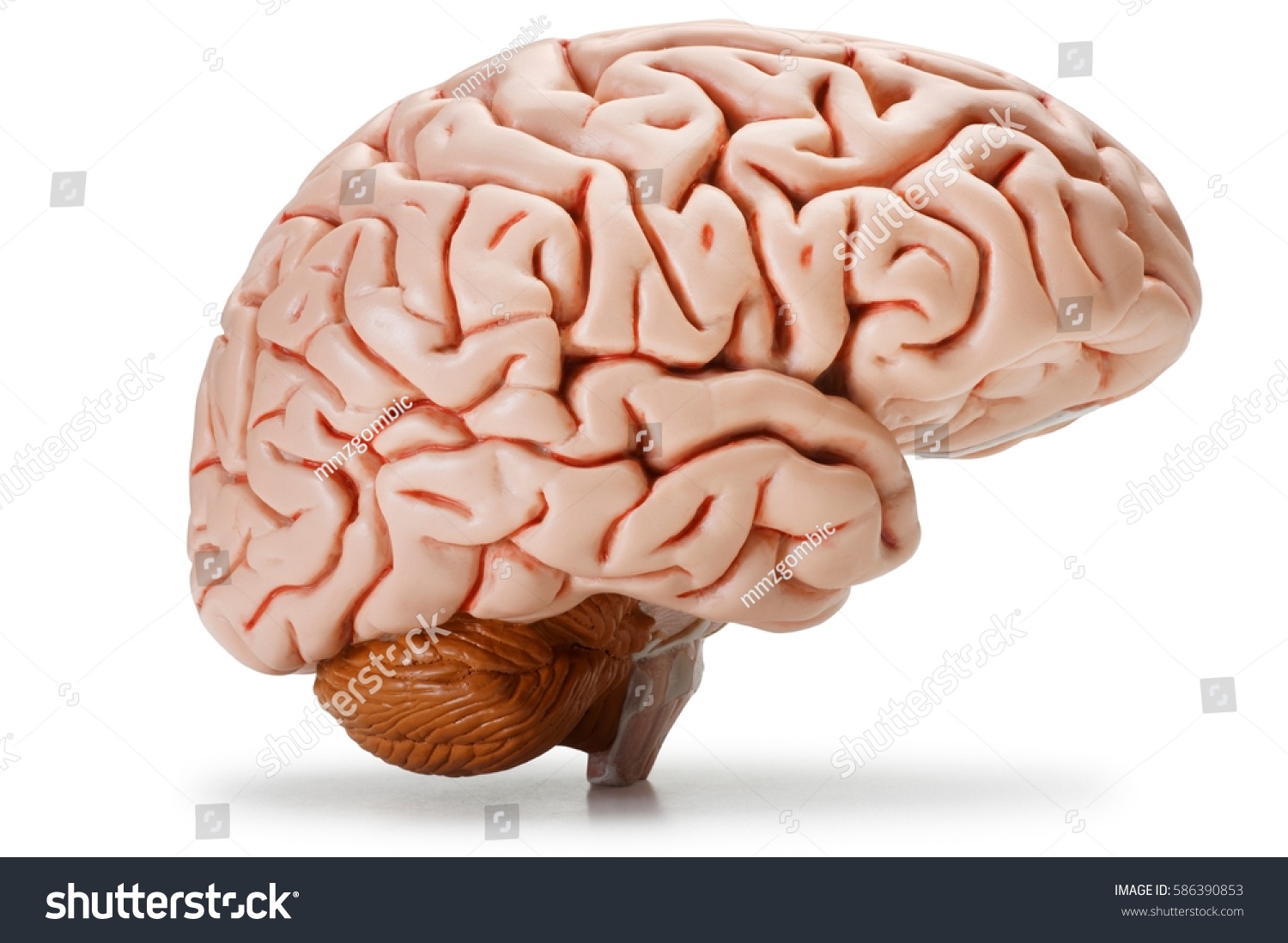 Plastic model of human brain, isolated #586390853