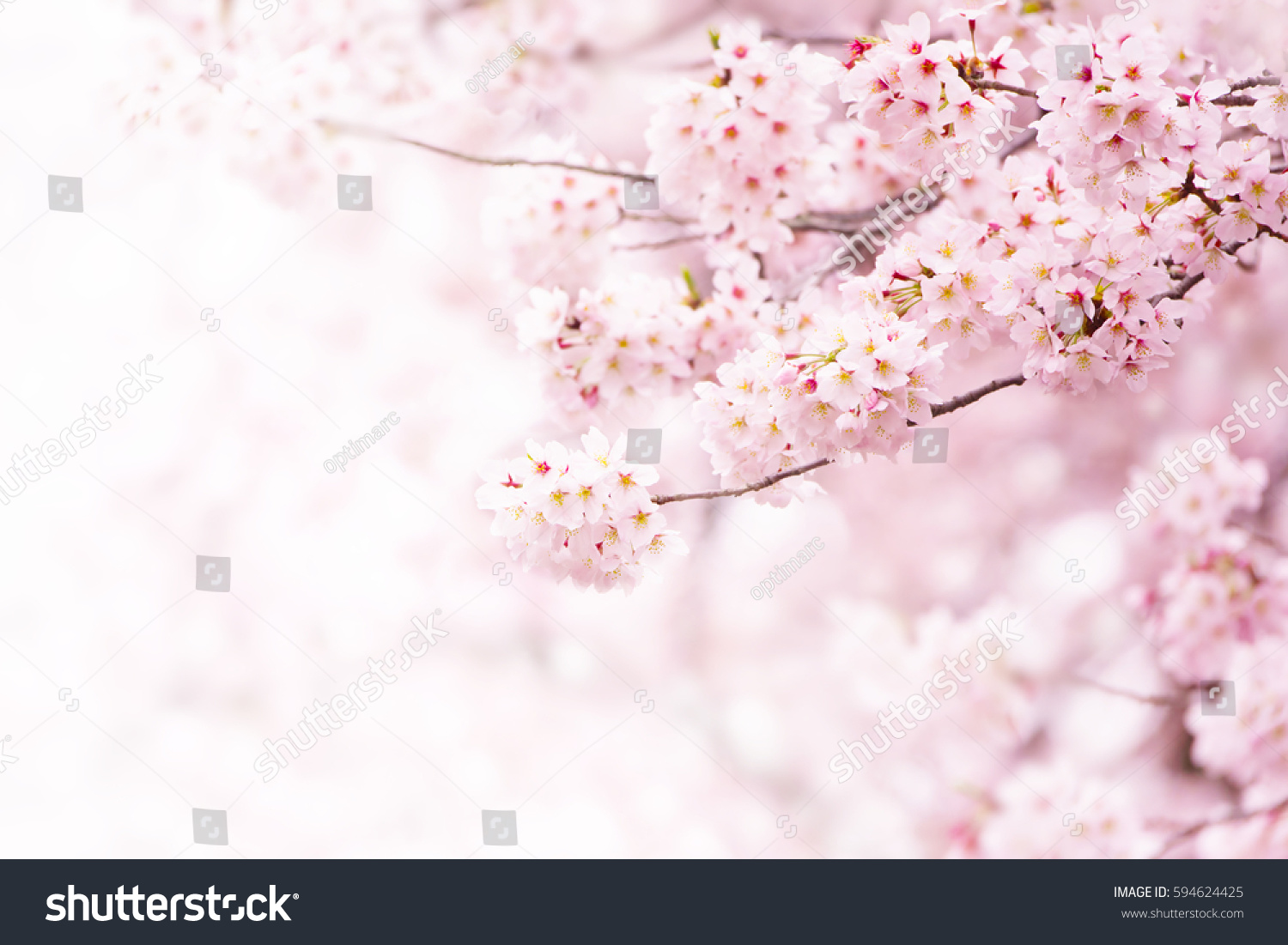 Cherry blossom in full bloom. Cherry flowers in small clusters on a cherry tree branch, fading in to white. Shallow depth of field. Focus on center flower cluster. #594624425