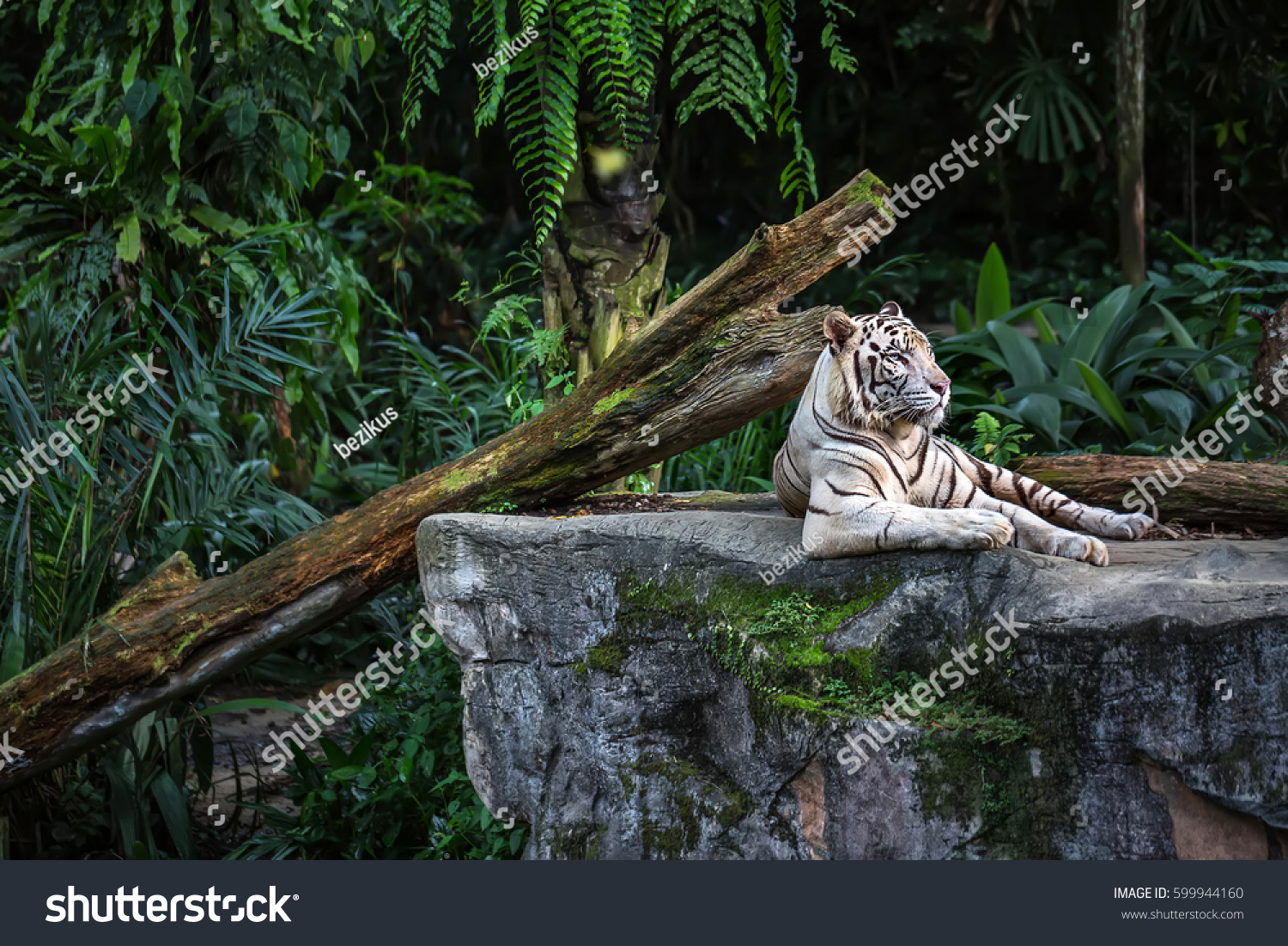Forceful white tiger with blue eyes is resting on the rock on the plants background in the zoo in Singapore. Closeup photo. Horizontal.  #599944160