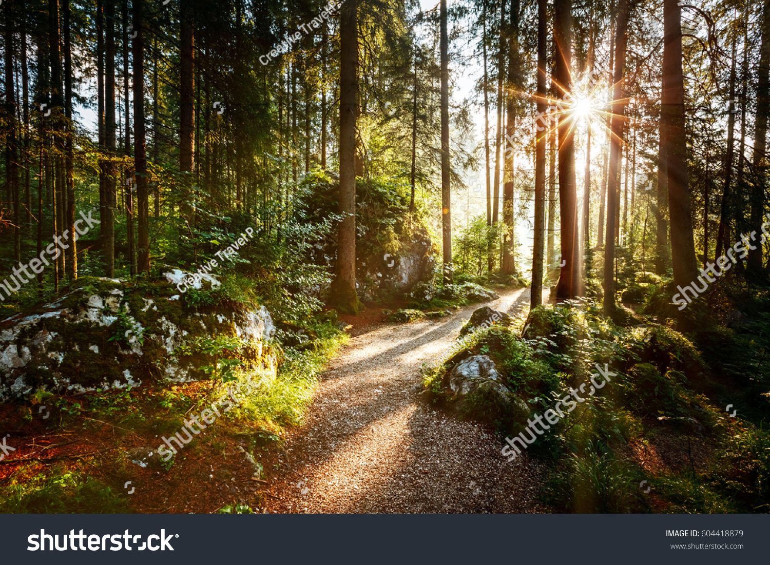 Magical scenic and pathway through woods in the morning sun. Dramatic scene and picturesque picture. Wonderful natural background. Location place Germany Alps, Europe. Explore the world's beauty. #604418879