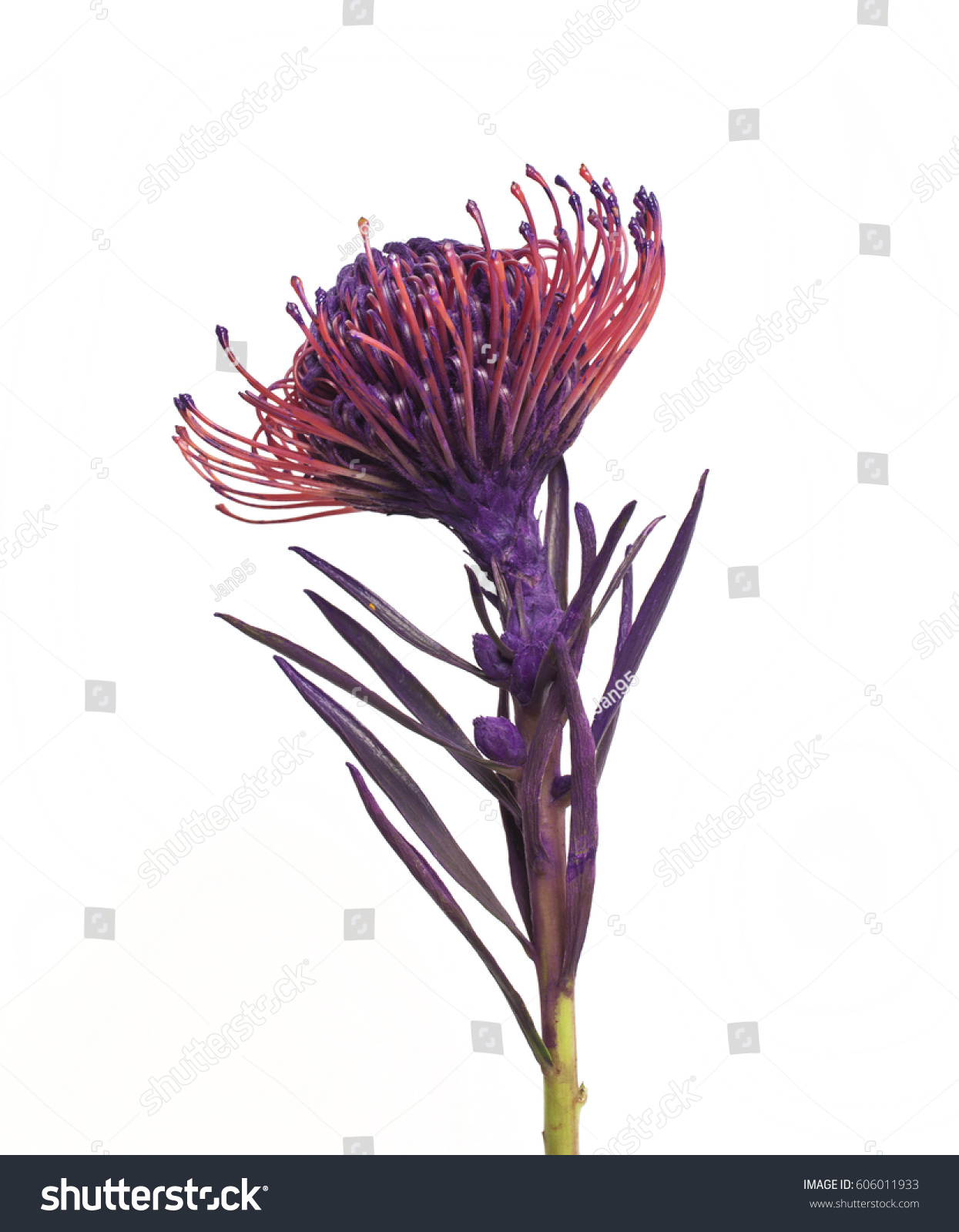 Unusual purple flower, Purple flower #606011933