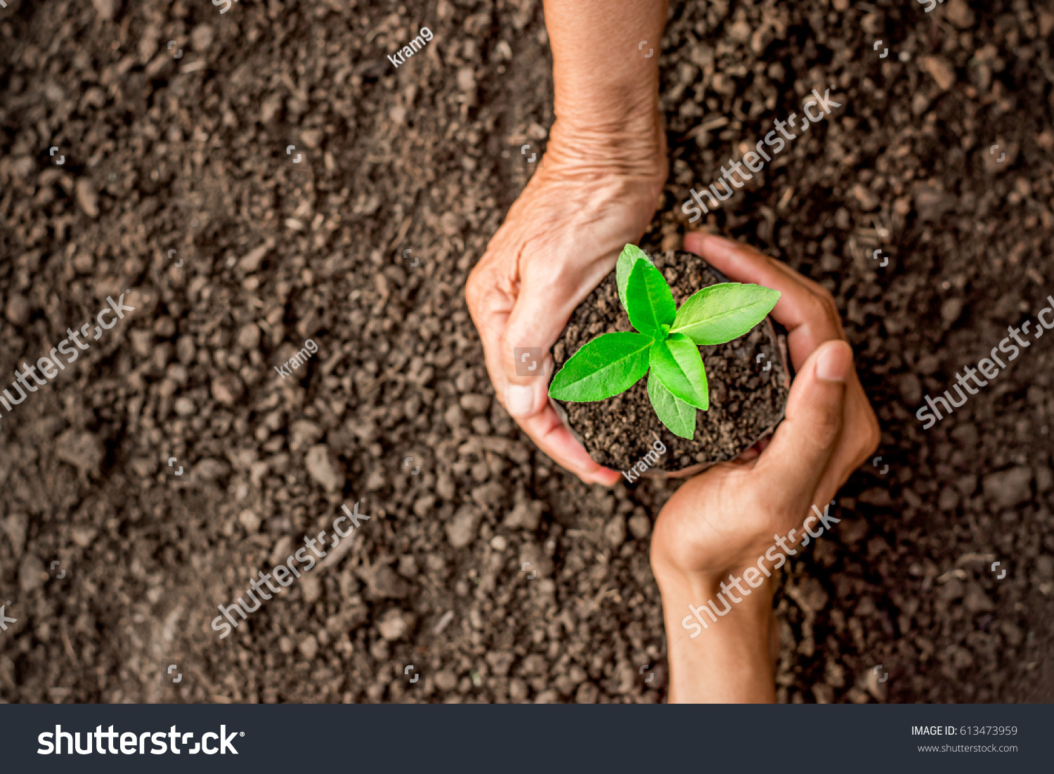 Seedlings are growing in the nursery bag. As the hands of the old woman and the hands of the young man are about to be planted in the fertile soil. #613473959