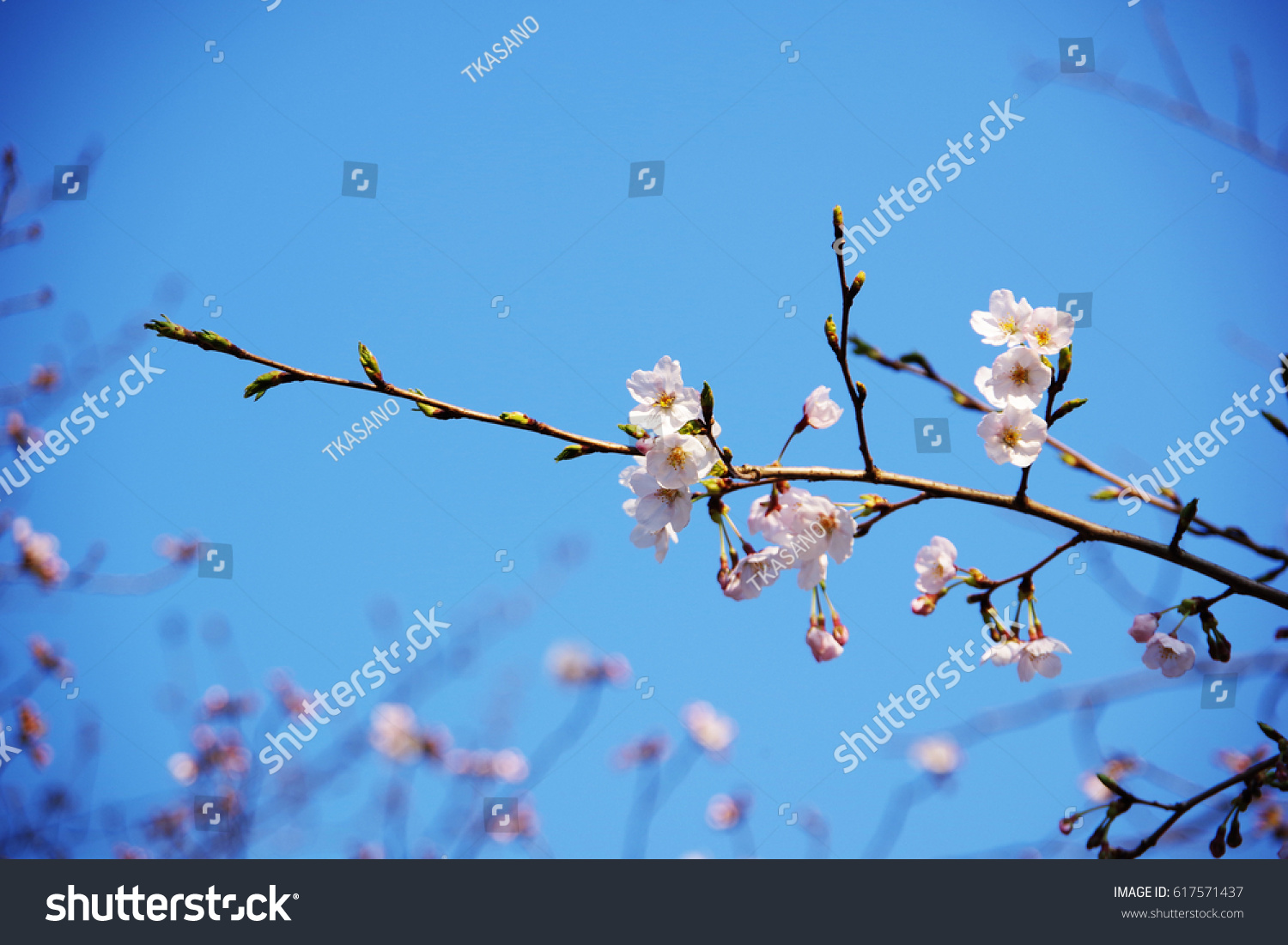 cherry blossom #617571437