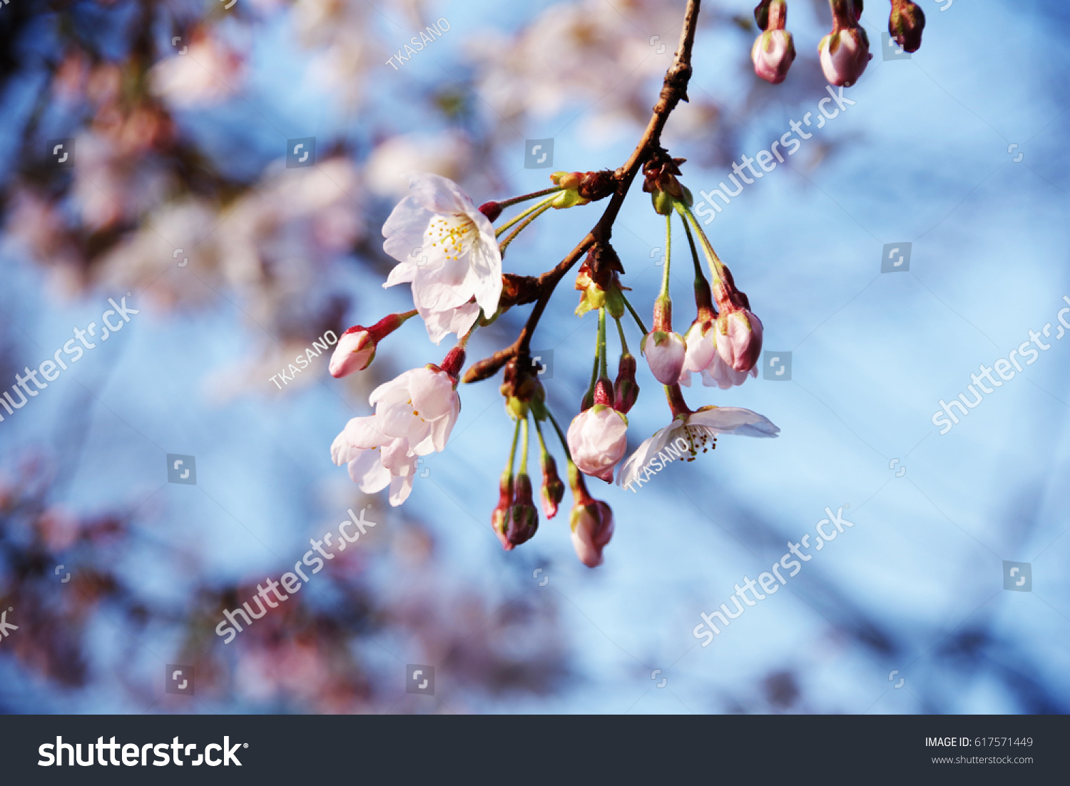 cherry blossom #617571449