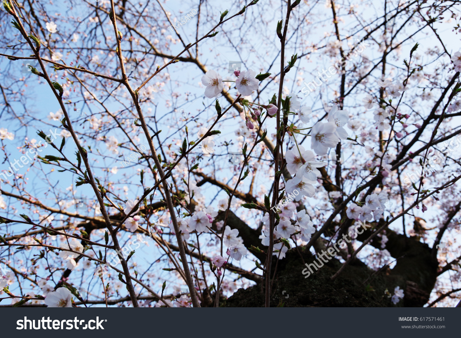 cherry blossom #617571461