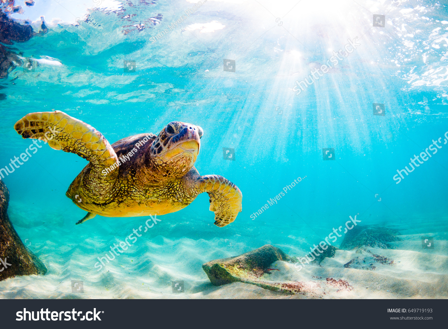 Endangered Hawaiian Green Sea Turtle Cruising in the warm waters of the Pacific Ocean in Hawaii #649719193